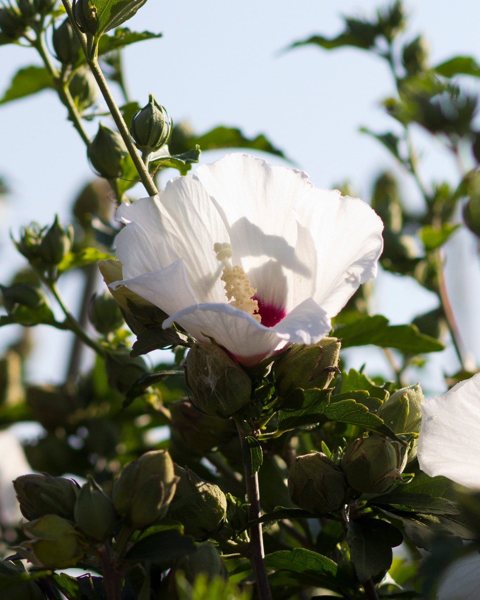 Red Heart Althea Tree Form - view 4