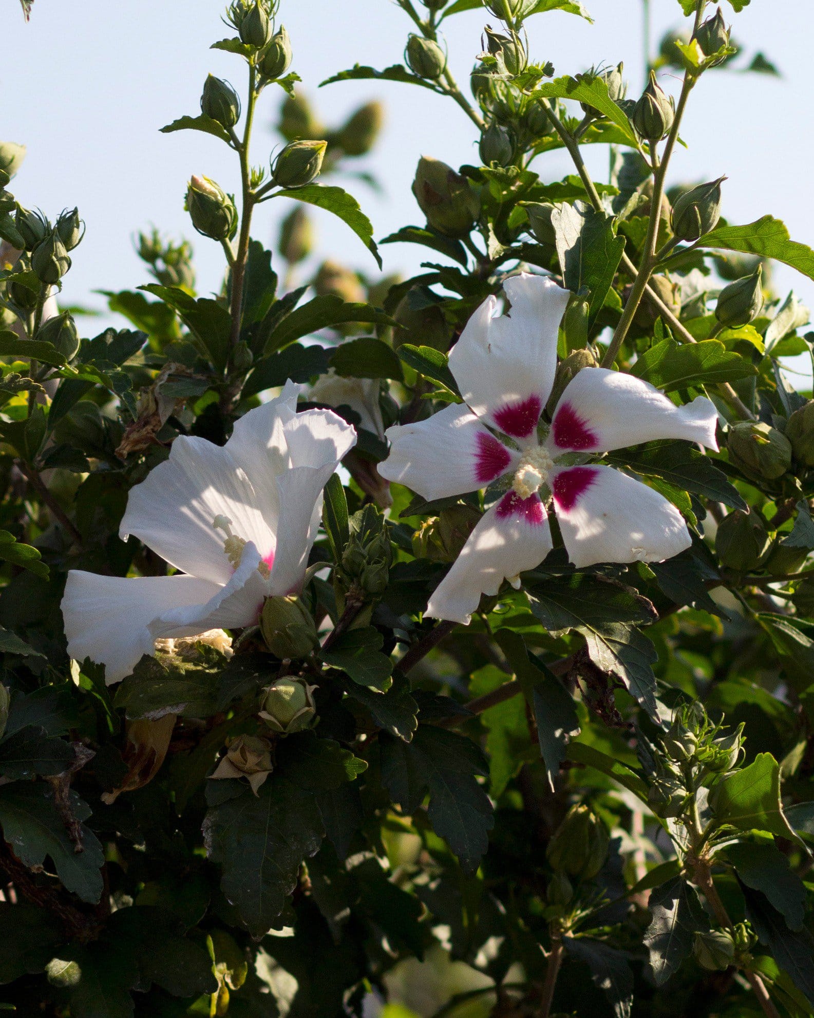 Red Heart Althea Tree Form - view 5