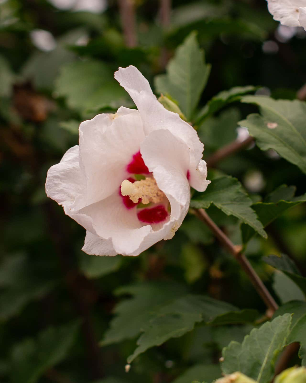 Red Heart Althea Tree Form - Image 7