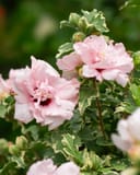 Sugar Tip Althea Tree Form thumbnail 1