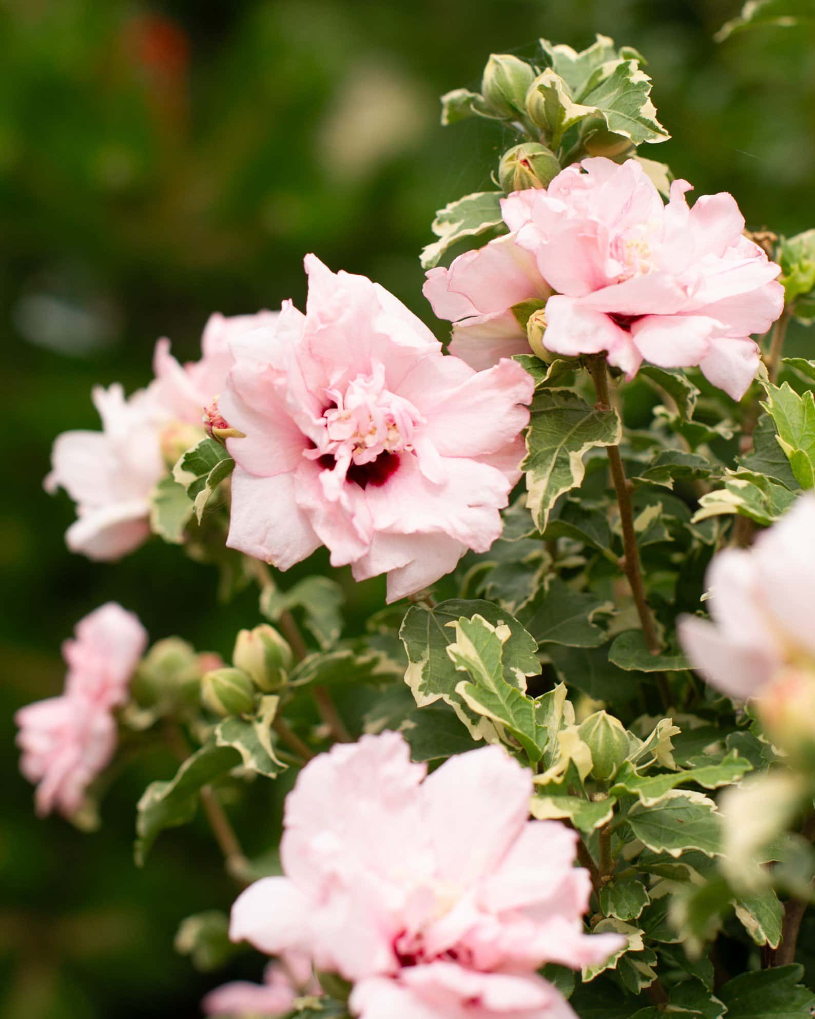 Sugar Tip Althea Tree Form - Image 1