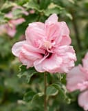 Sugar Tip Althea Tree Form thumbnail 3