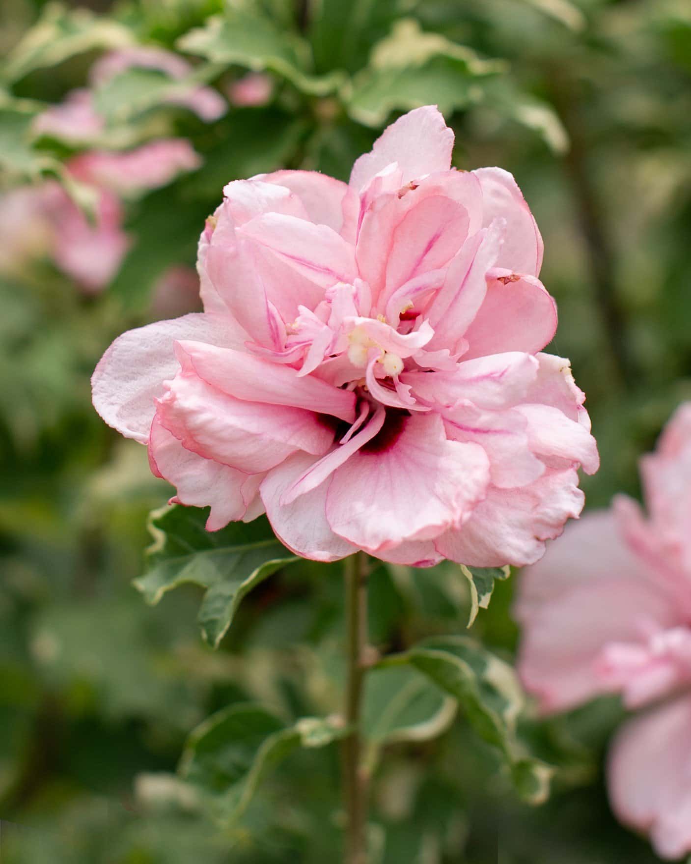 Sugar Tip Althea Tree Form - Image 2