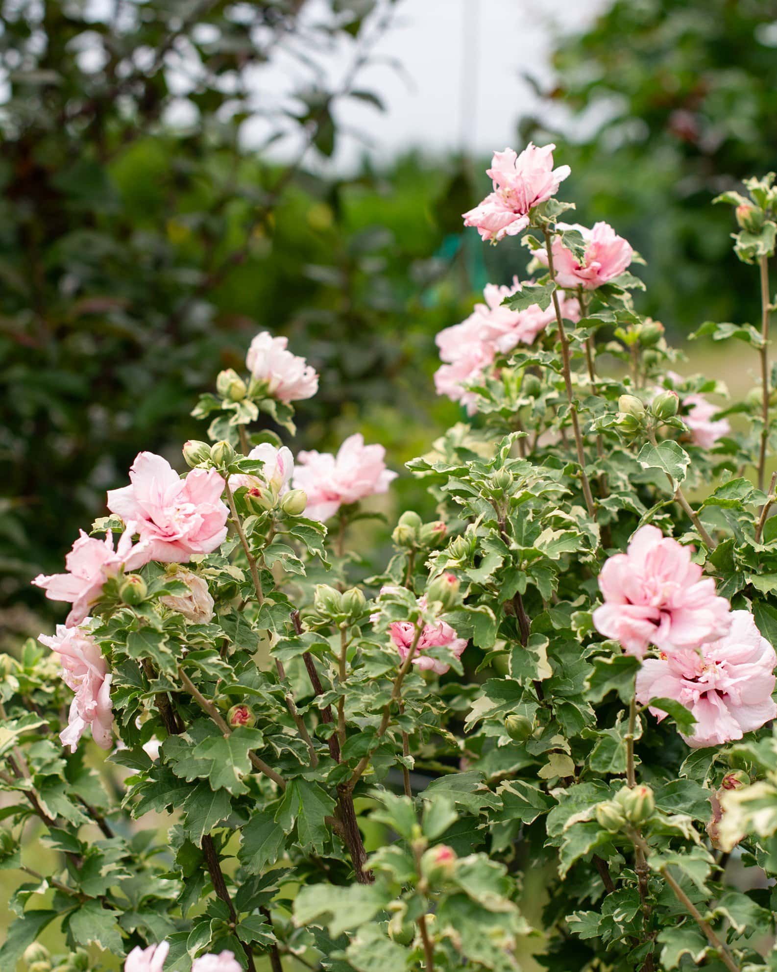 Sugar Tip Althea Tree Form - Image 3
