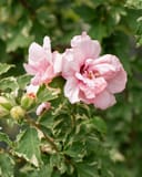 Sugar Tip Althea Tree Form thumbnail 5