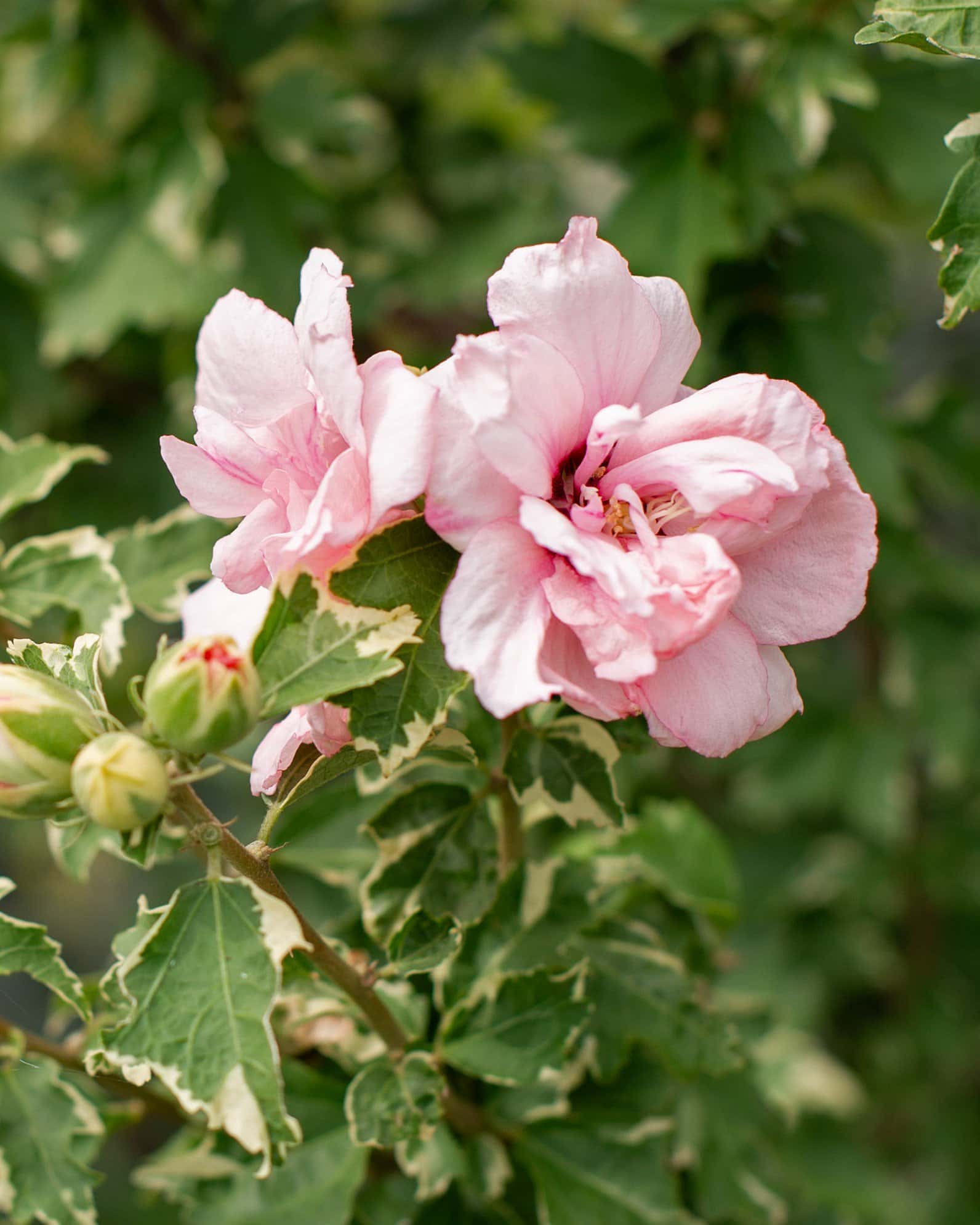 Sugar Tip Althea Tree Form - Image 4
