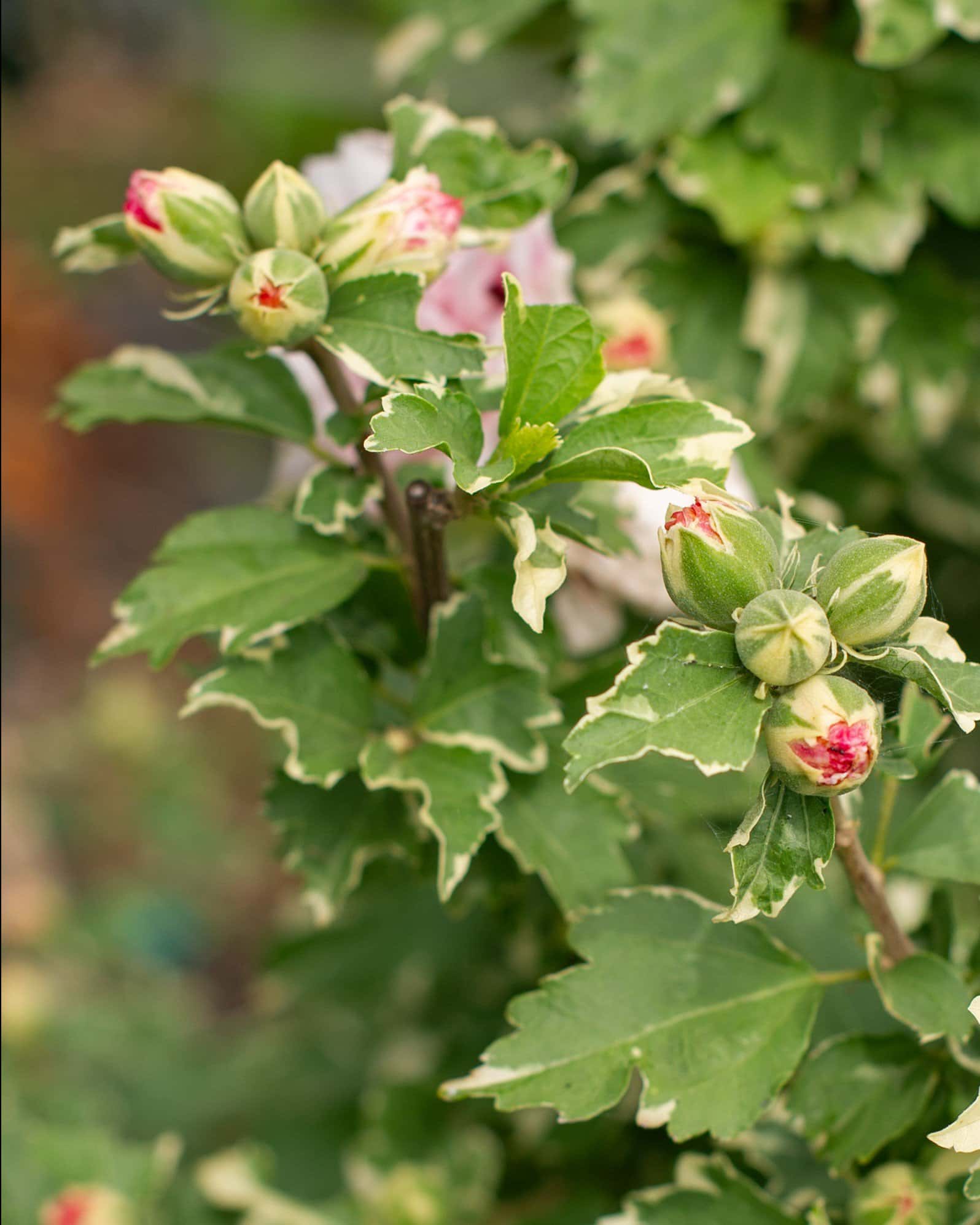 Sugar Tip Althea Tree Form - Image 5