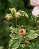 Sugar Tip Althea Tree Form thumbnail 7