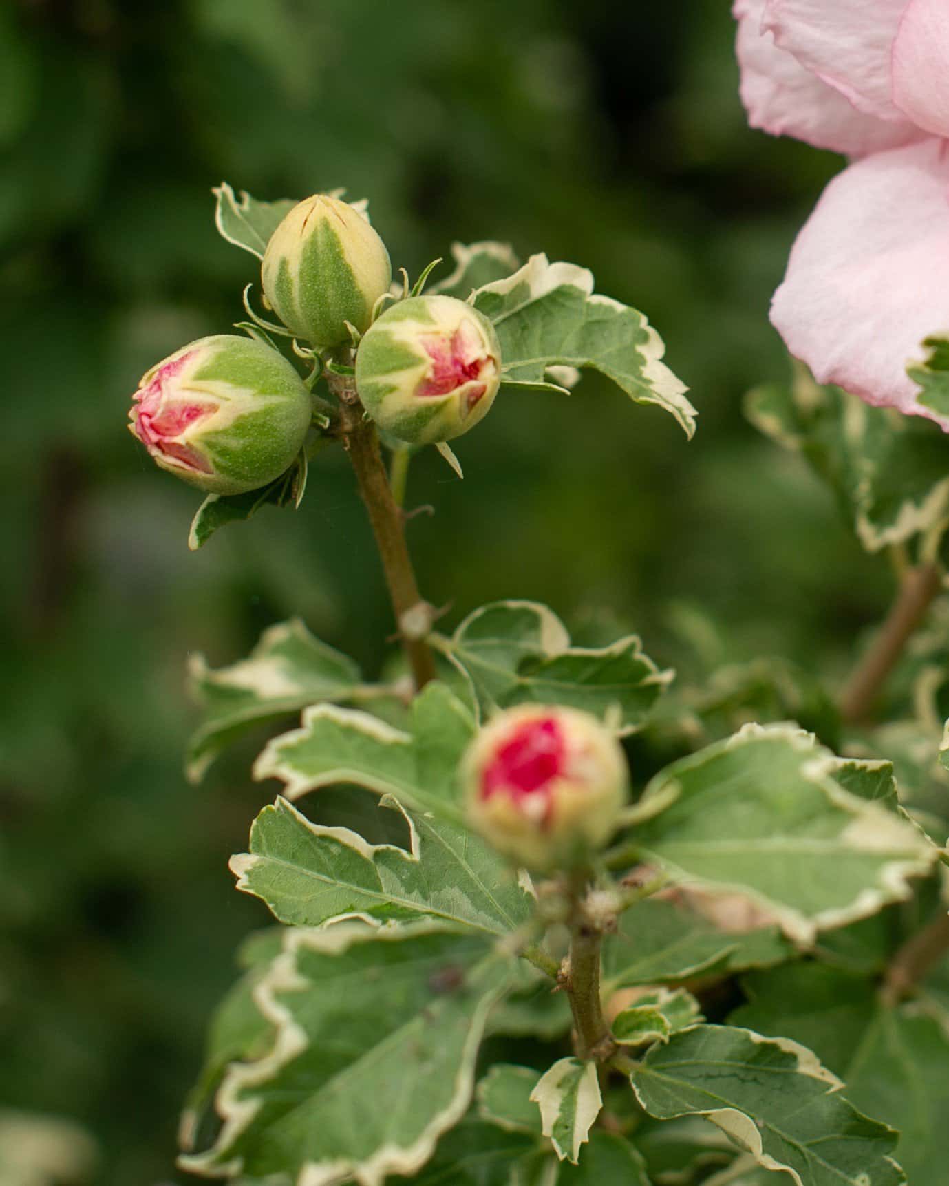 Sugar Tip Althea Tree Form - Image 6