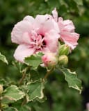 Sugar Tip Althea Tree Form thumbnail 8
