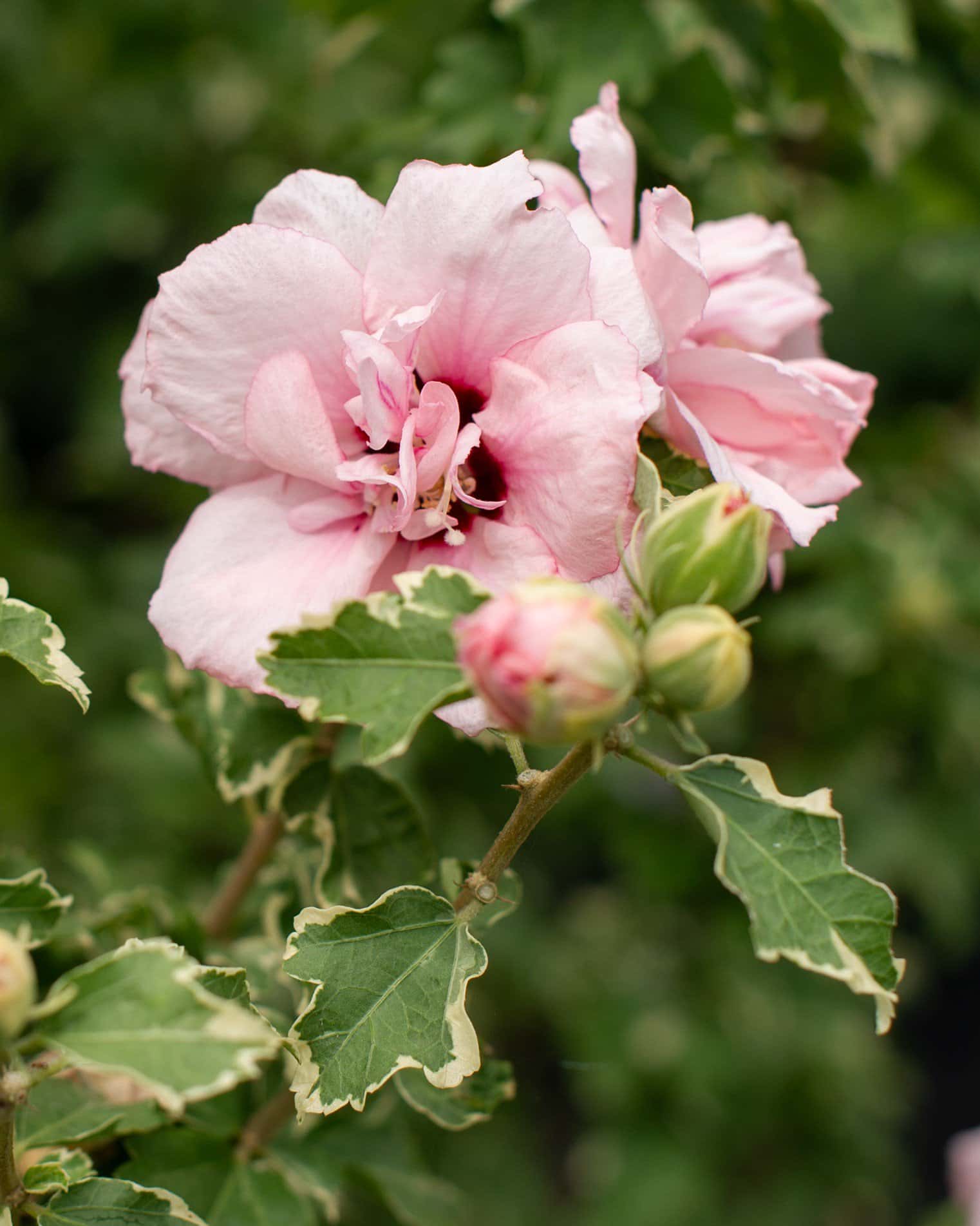 Sugar Tip Althea Tree Form - Image 7