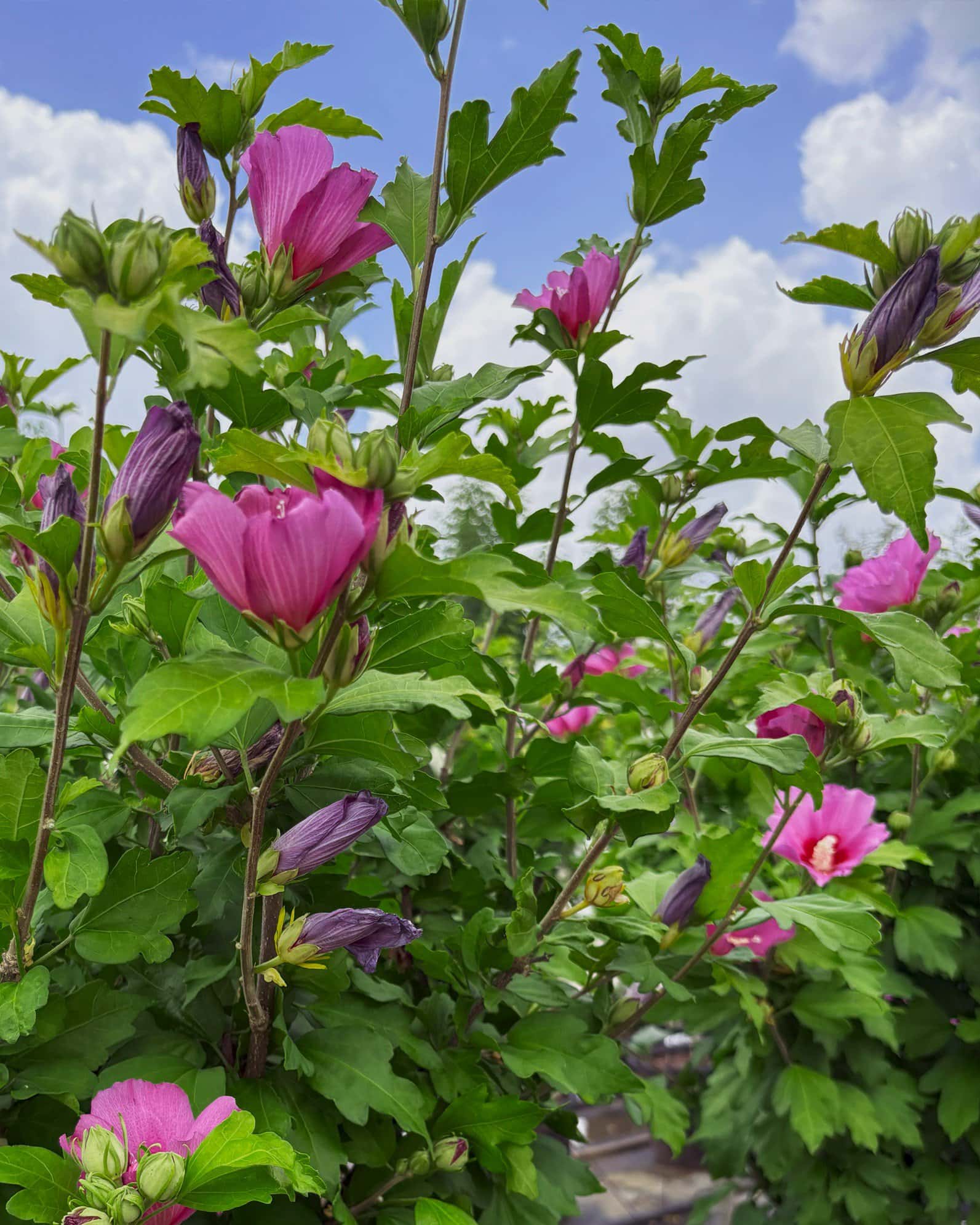 Violet Satin Althea Tree Form - Image 1