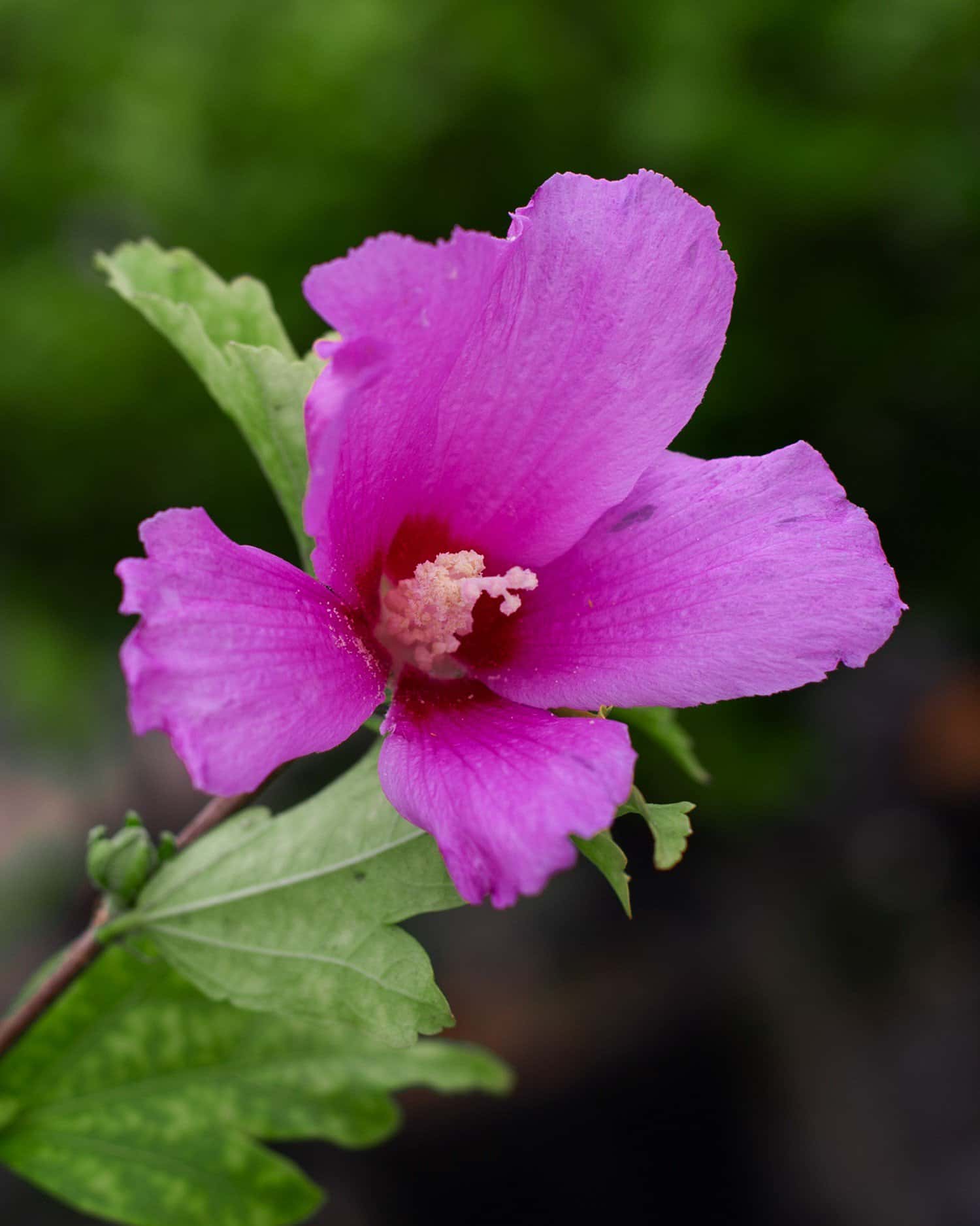 Violet Satin Althea Tree Form - Image 2