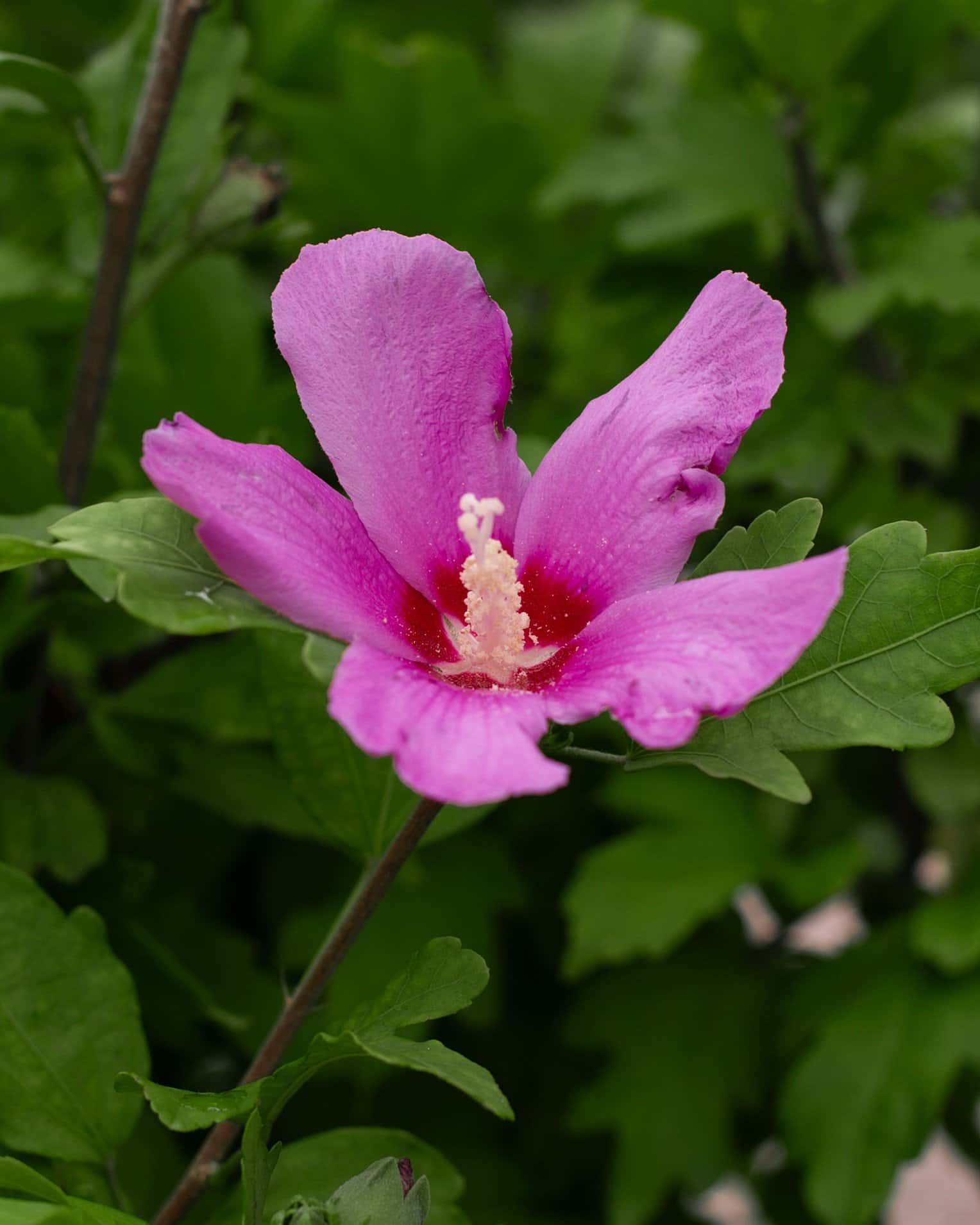Violet Satin Althea Tree Form - Image 3