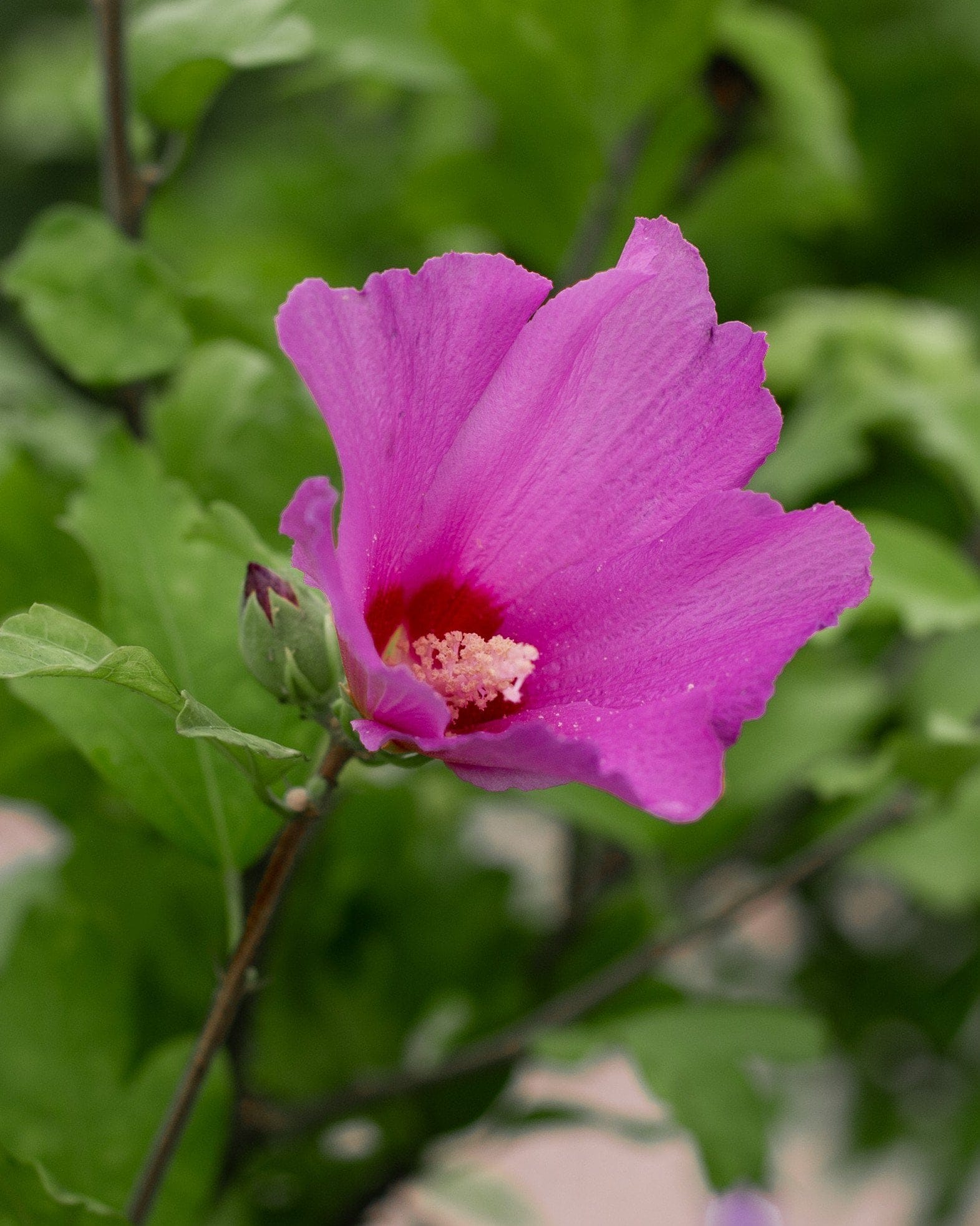 Violet Satin Althea Tree Form - view 5