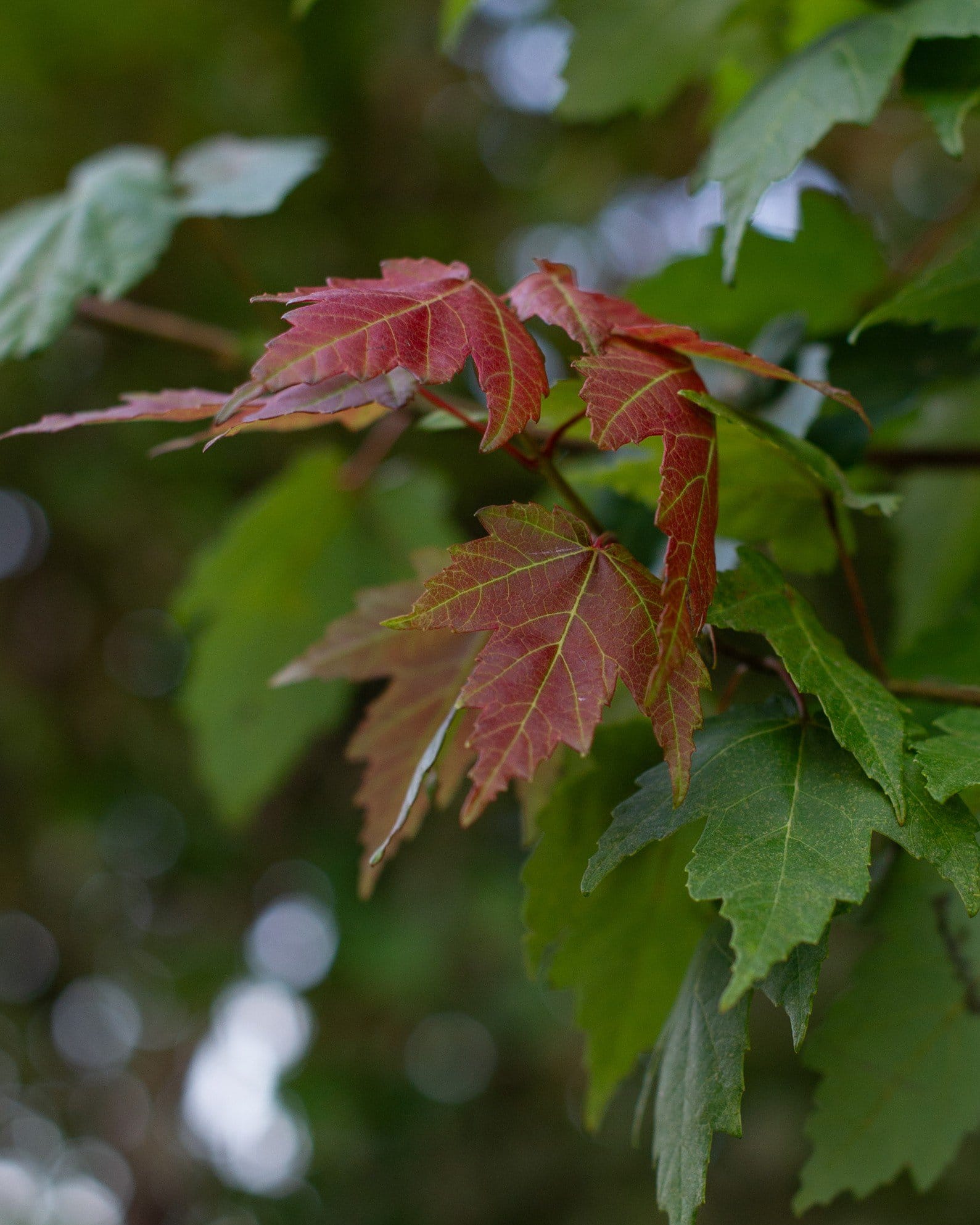 Autumn Flame Maple