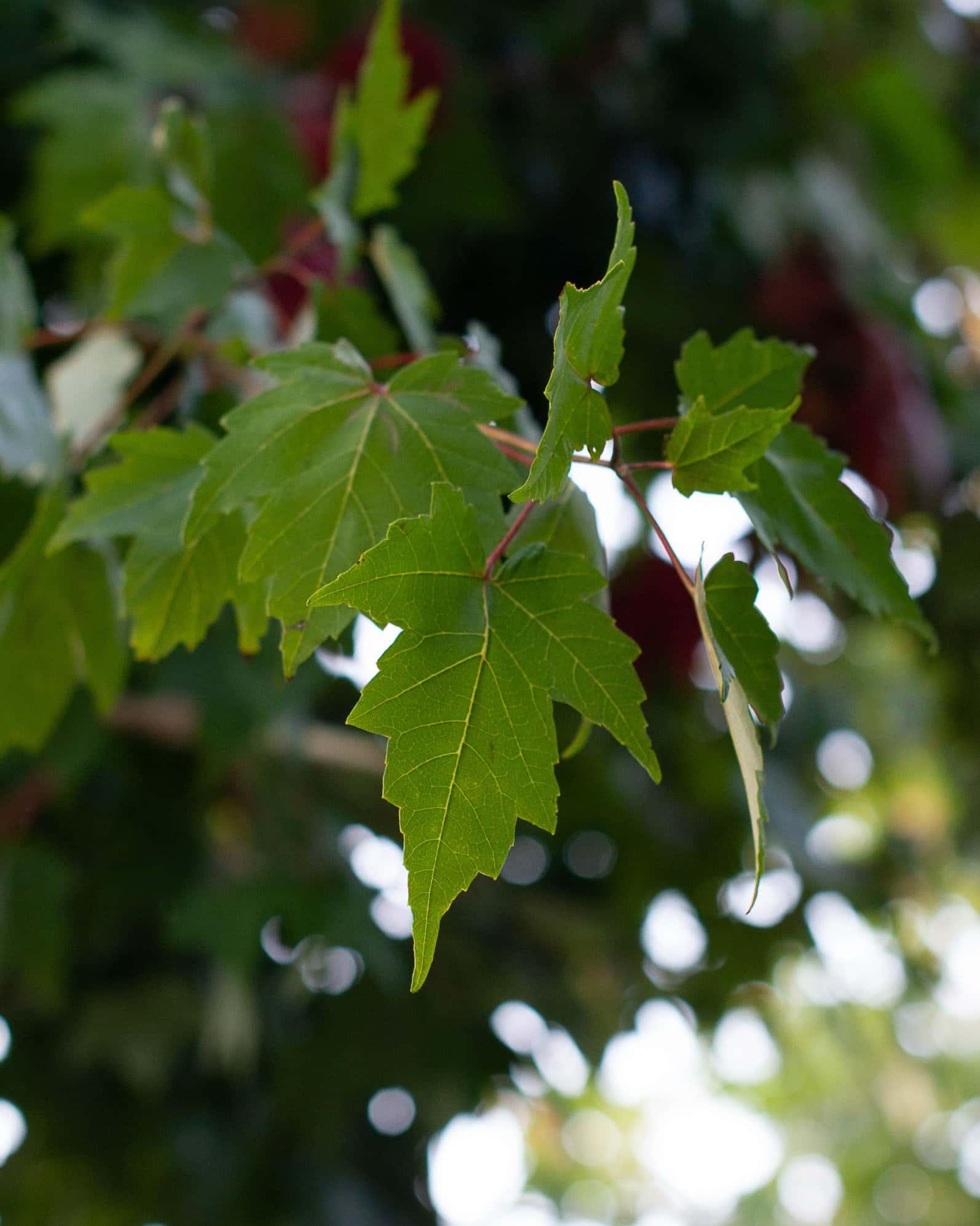 Autumn Flame Maple - Image 1