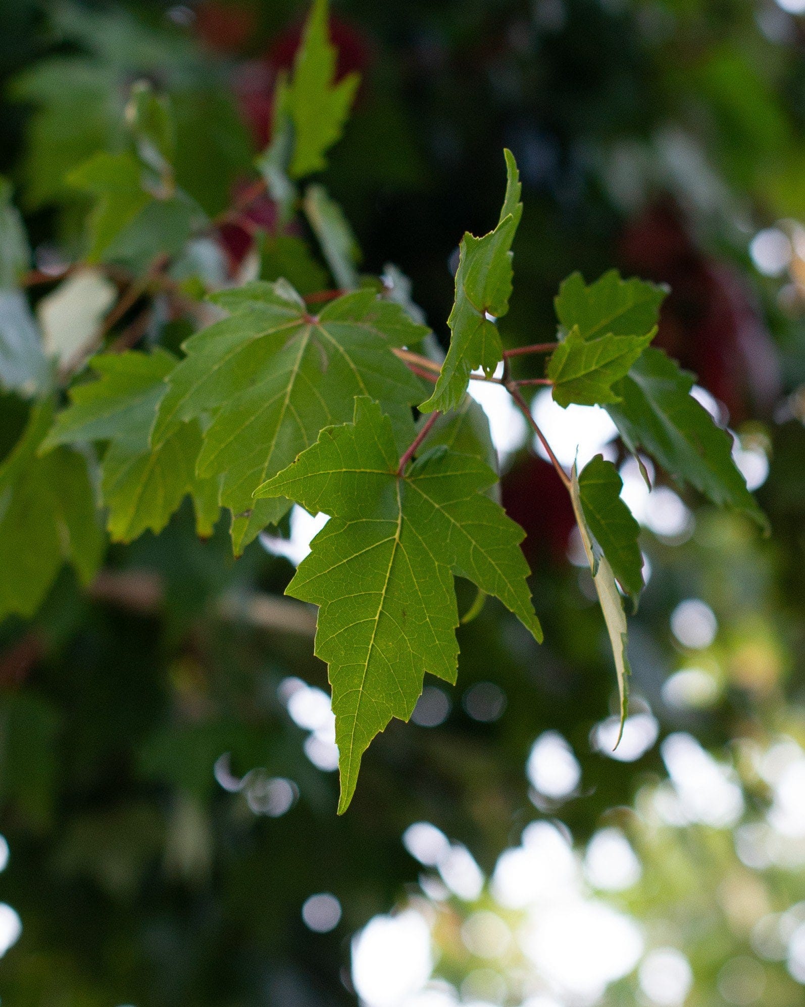 Autumn Flame Maple - view 2