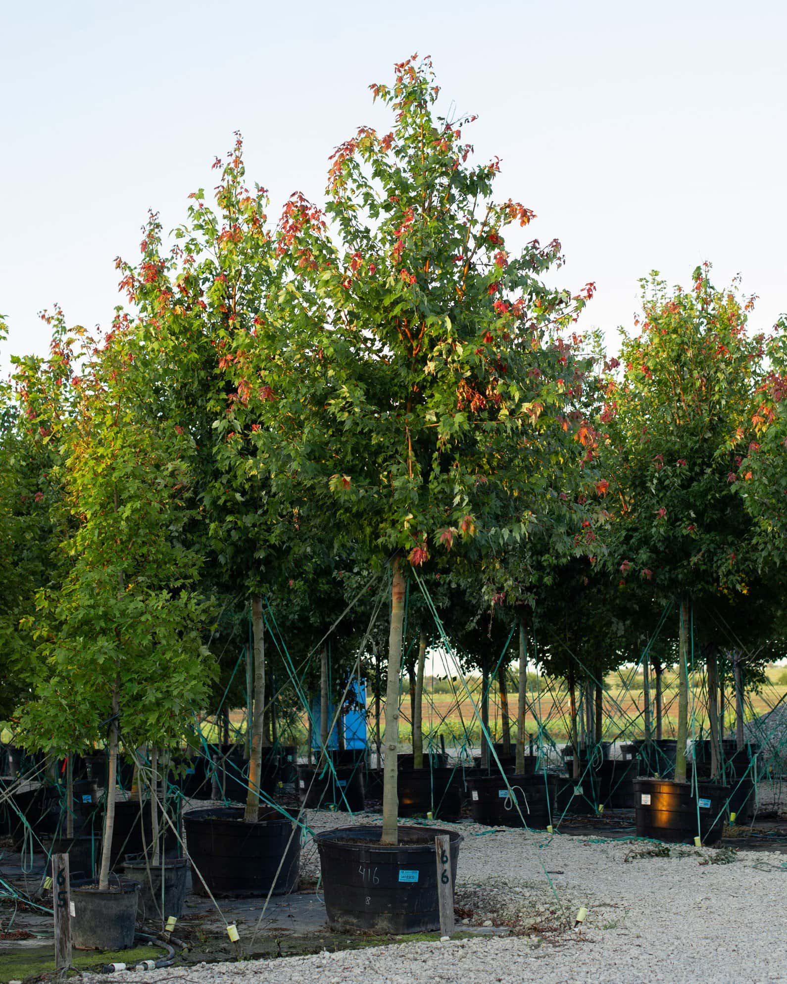 Autumn Flame Maple - Image 2