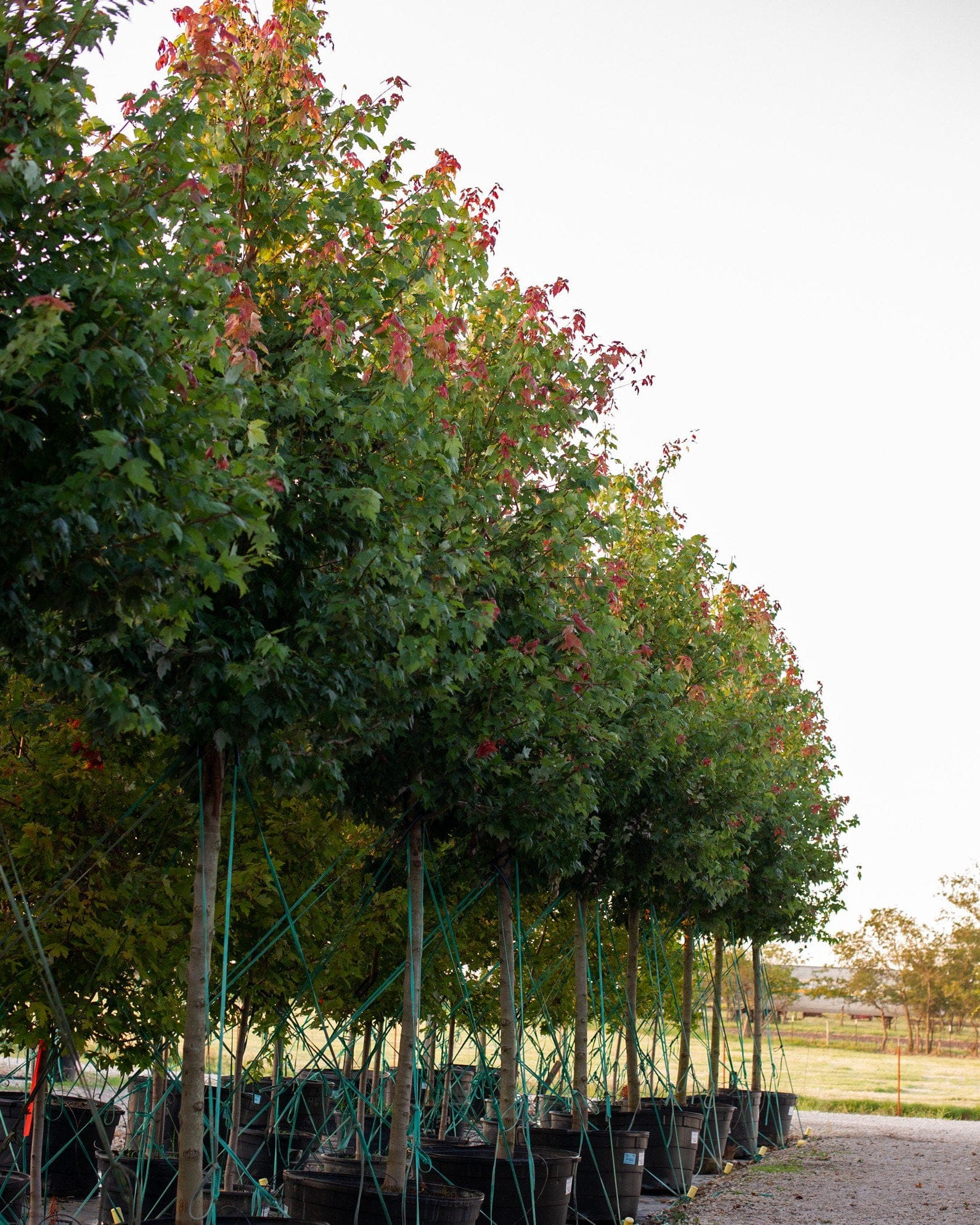 Autumn Flame Maple - view 3