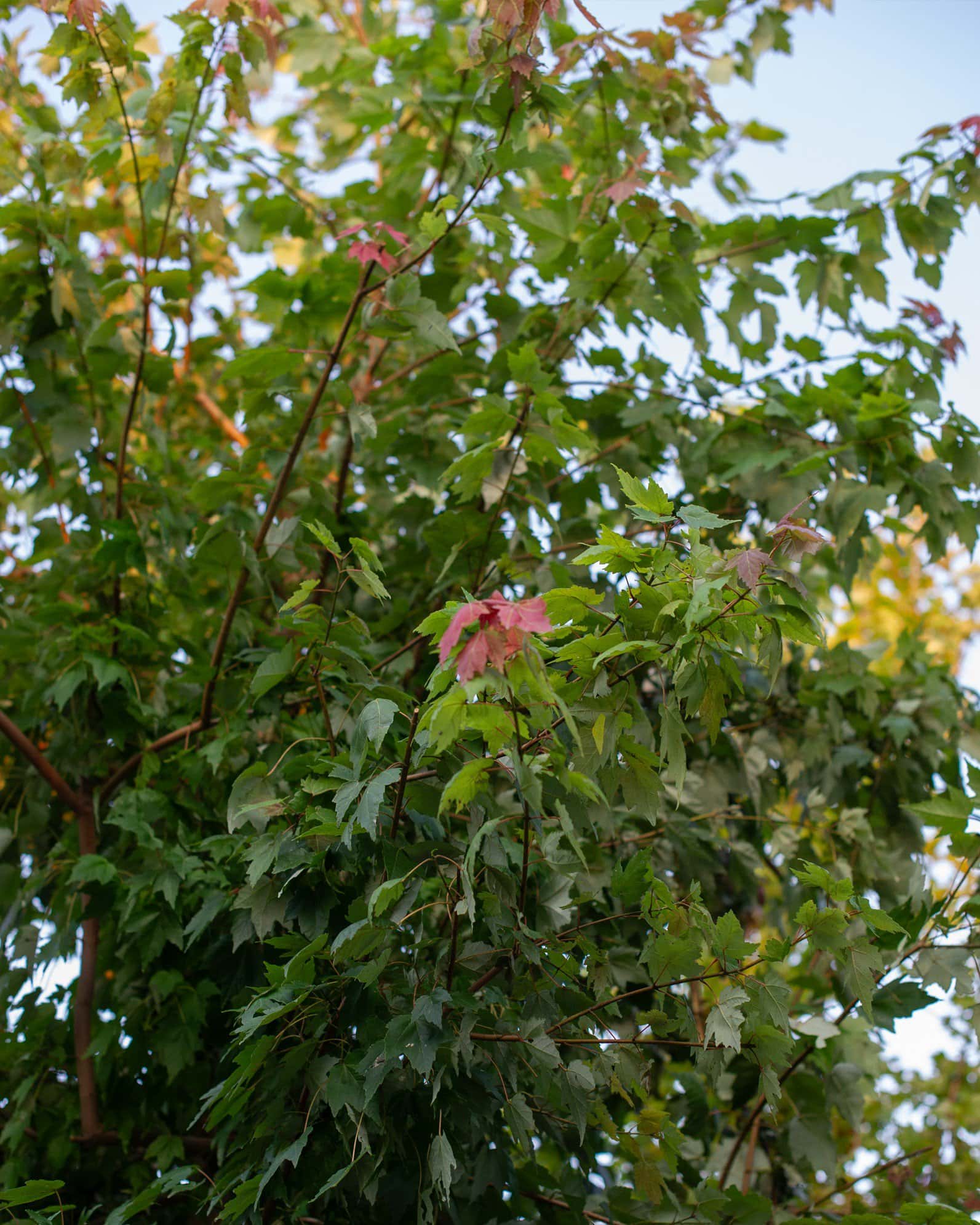 Autumn Flame Maple - Image 4