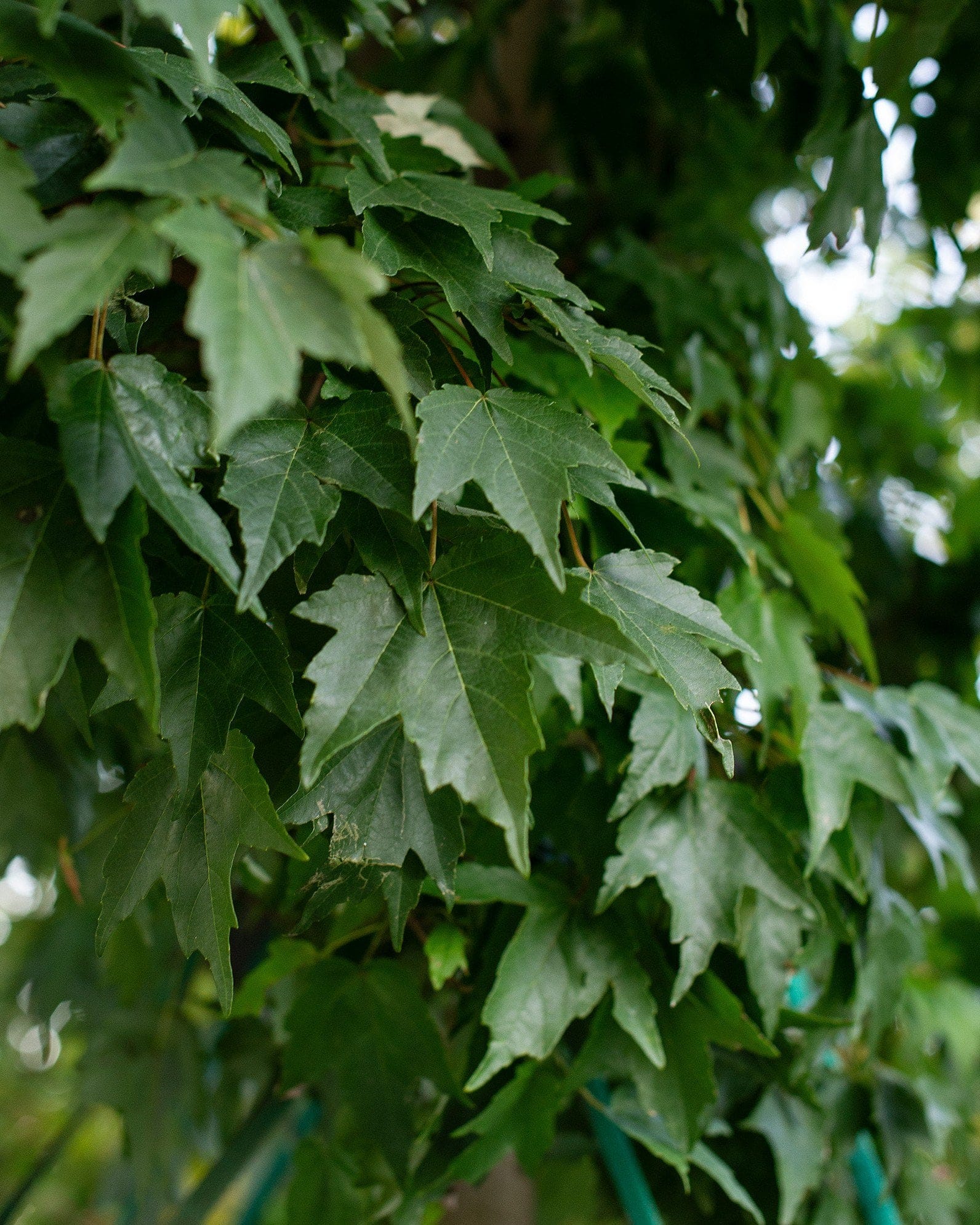 Autumn Flame Maple - view 4