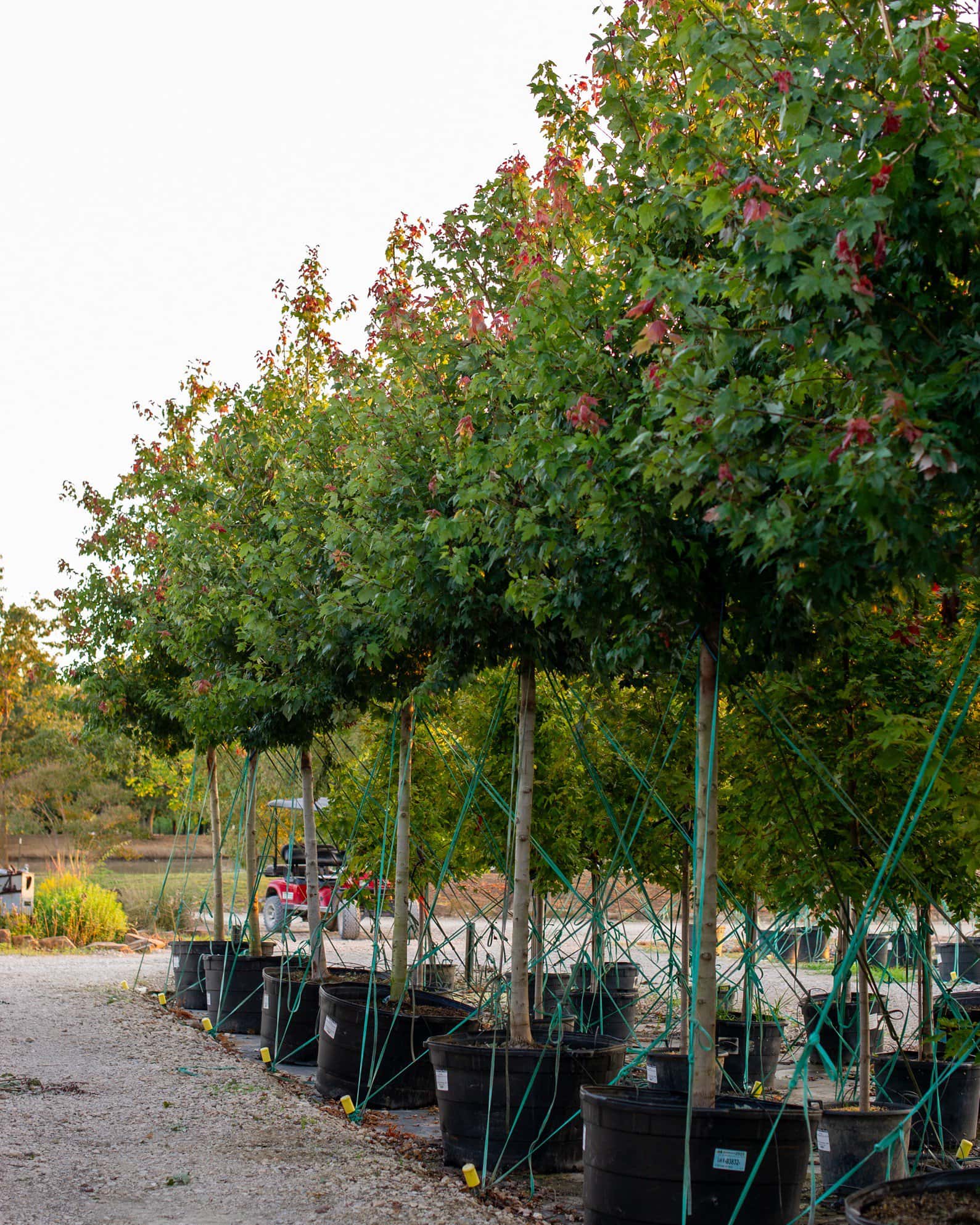 Autumn Flame Maple - Image 6