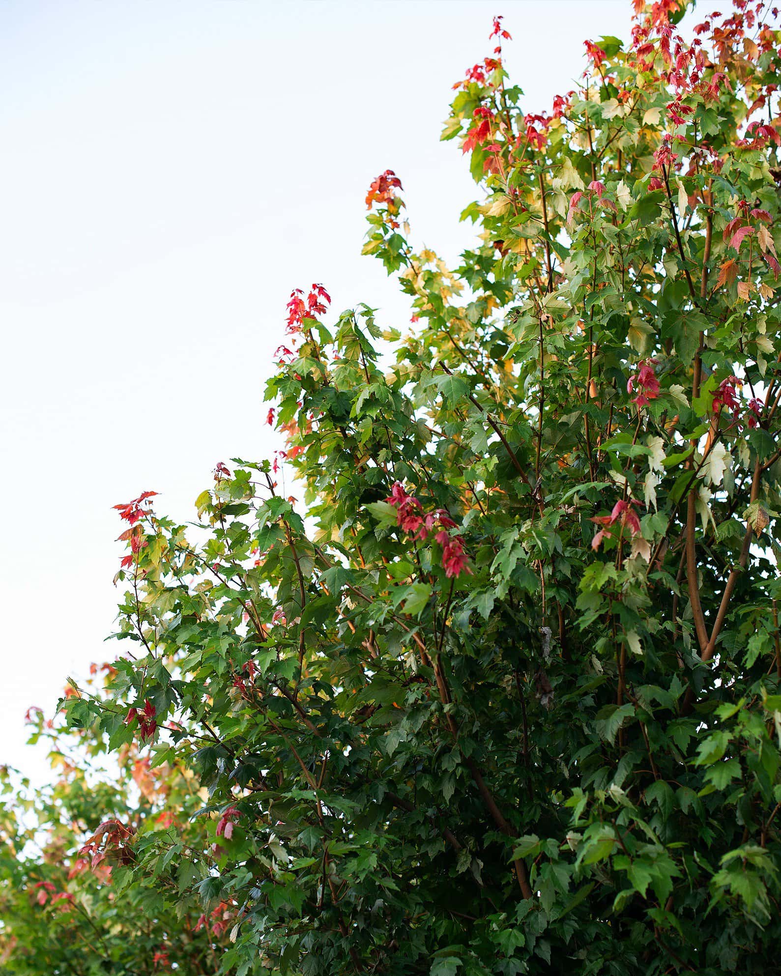 Autumn Flame Maple - Image 7