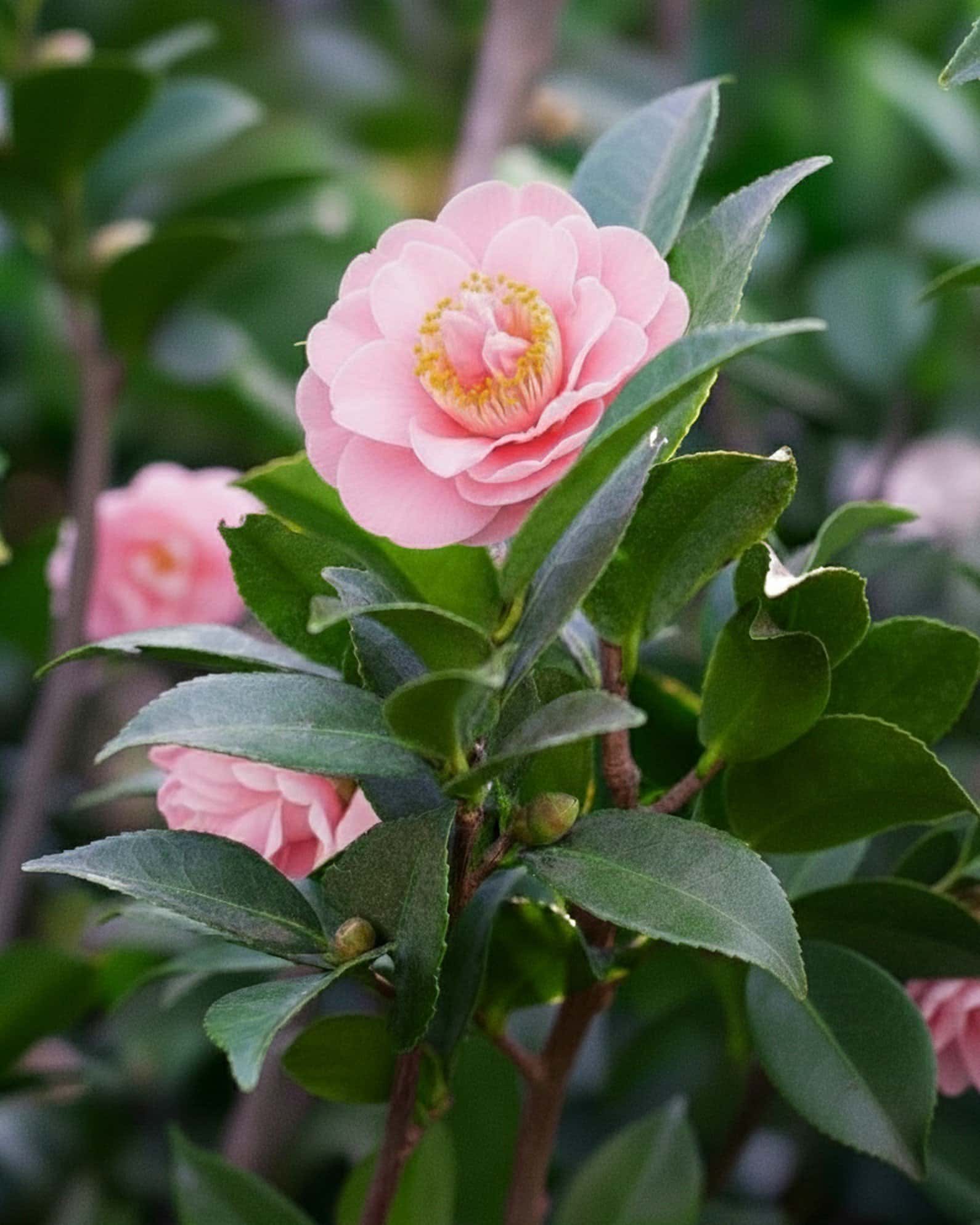 High Fragrance Camellia - Main Image