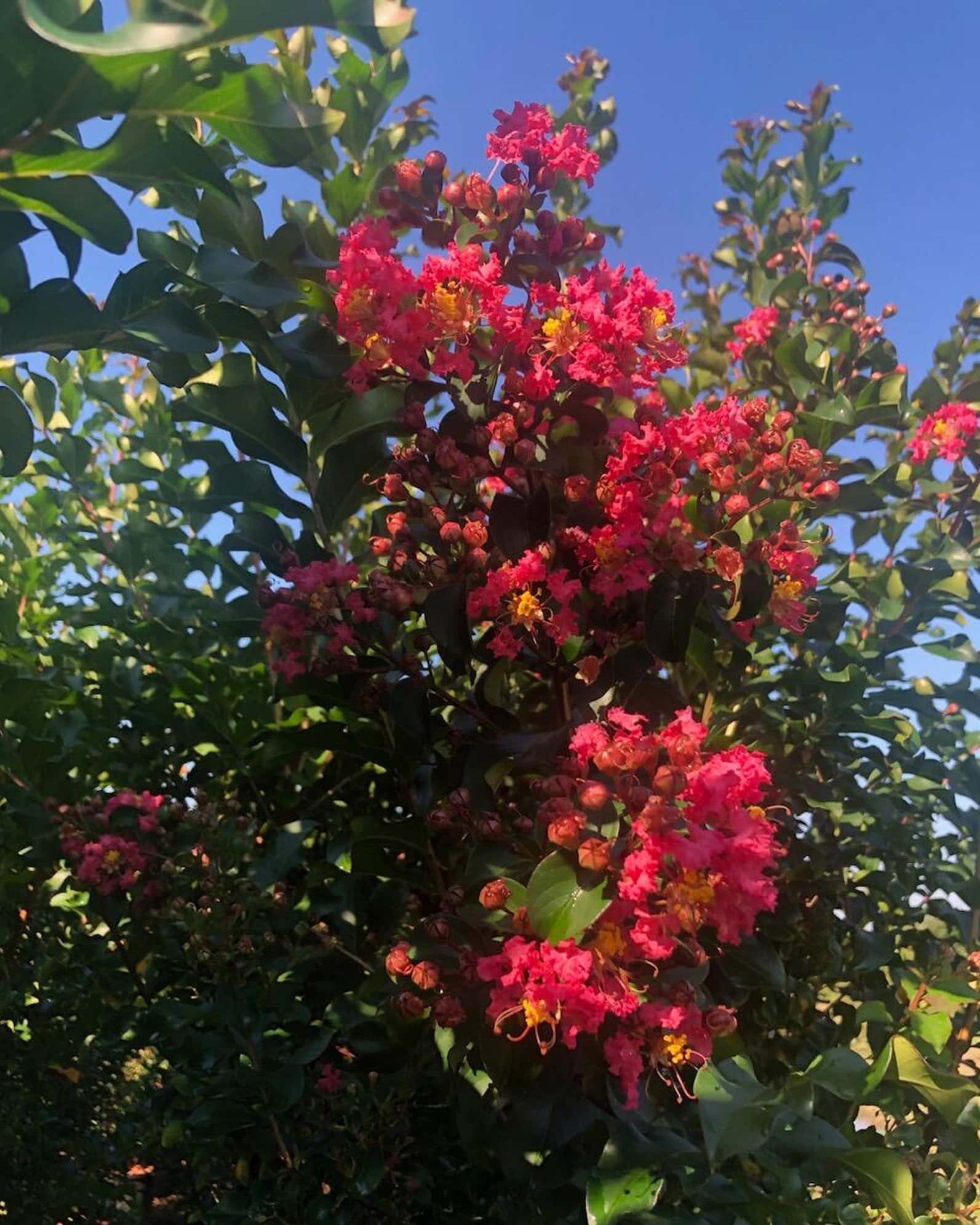 Colorama Coral Crape Myrtle - Main Image
