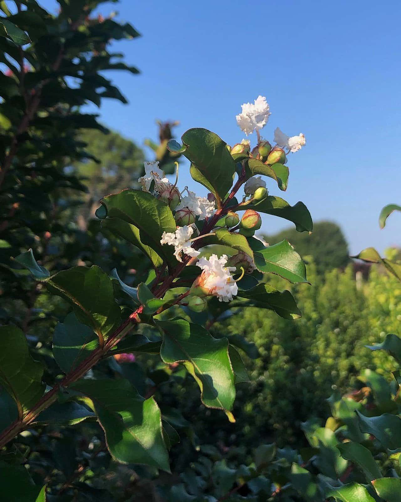 Colorama Pearl Crape Myrtle - Main Image