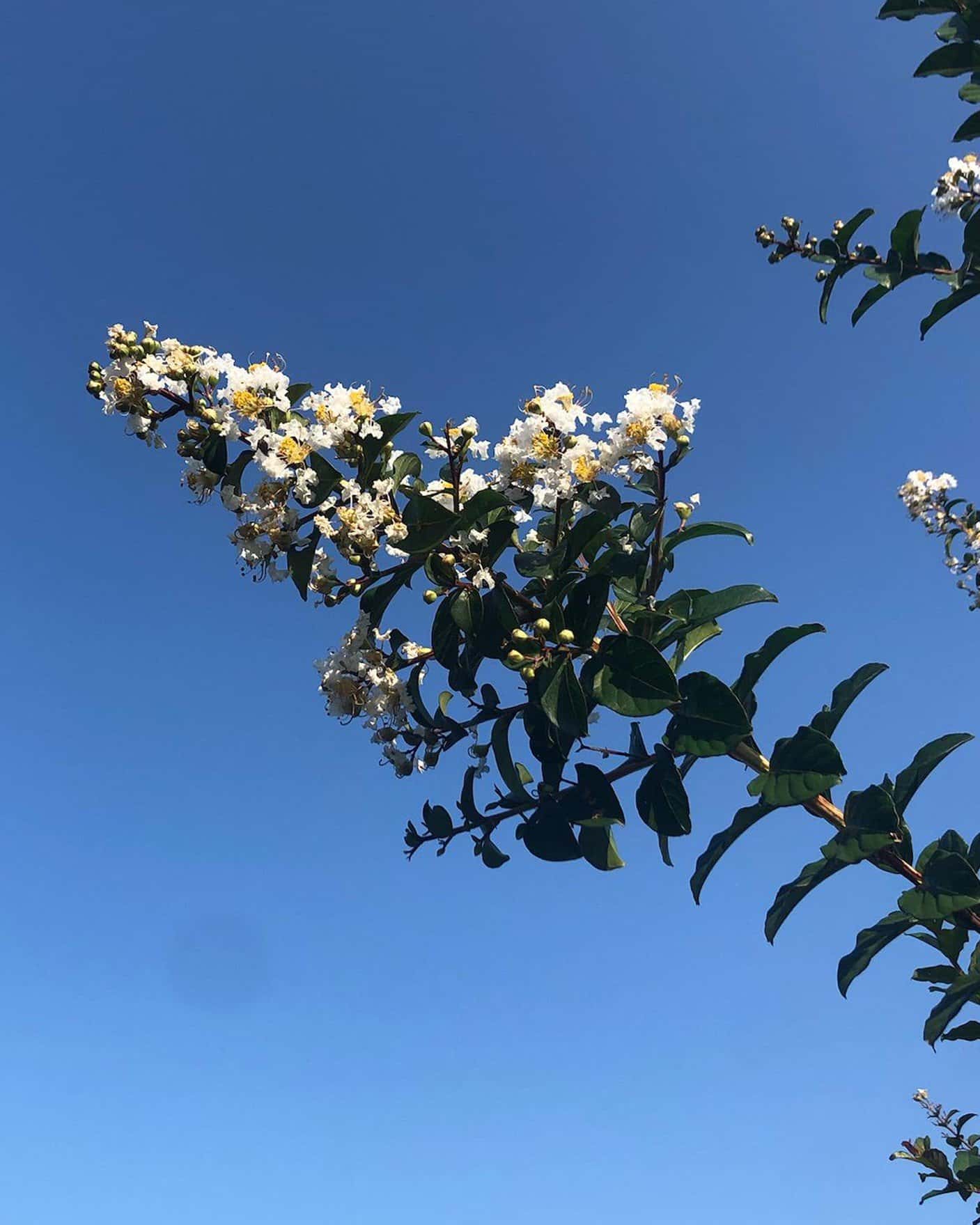 Colorama Pearl Crape Myrtle - Image 1