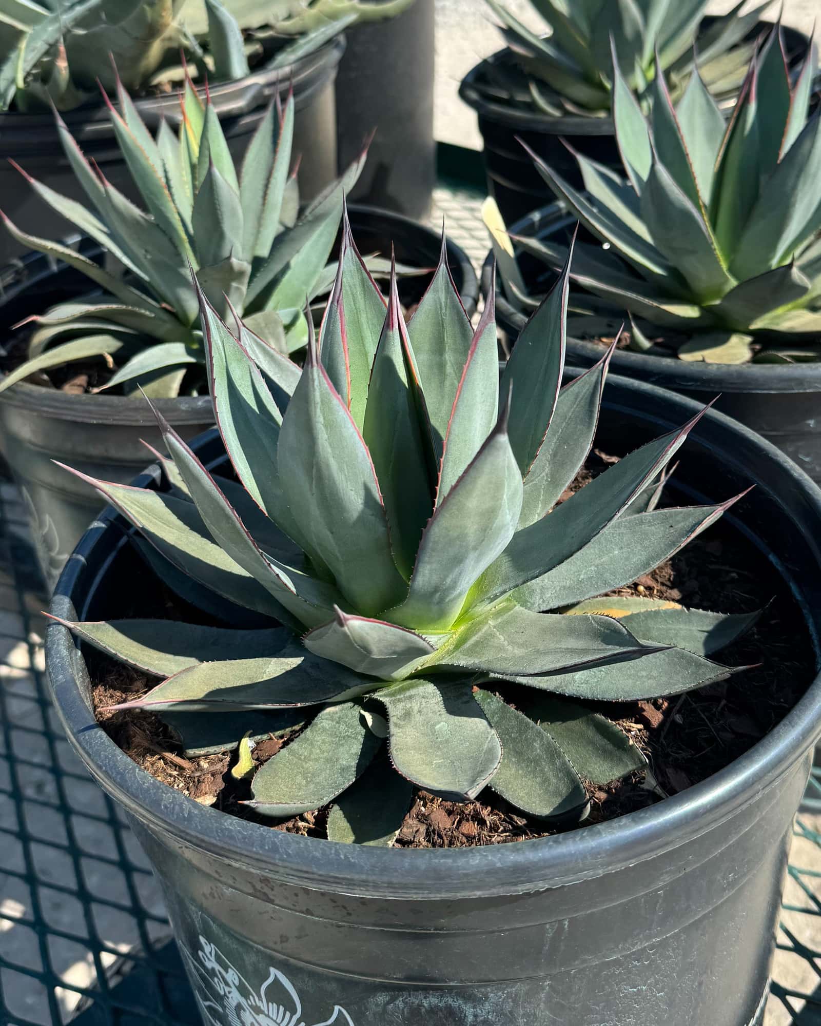 Blue Ember Agave - Main Image