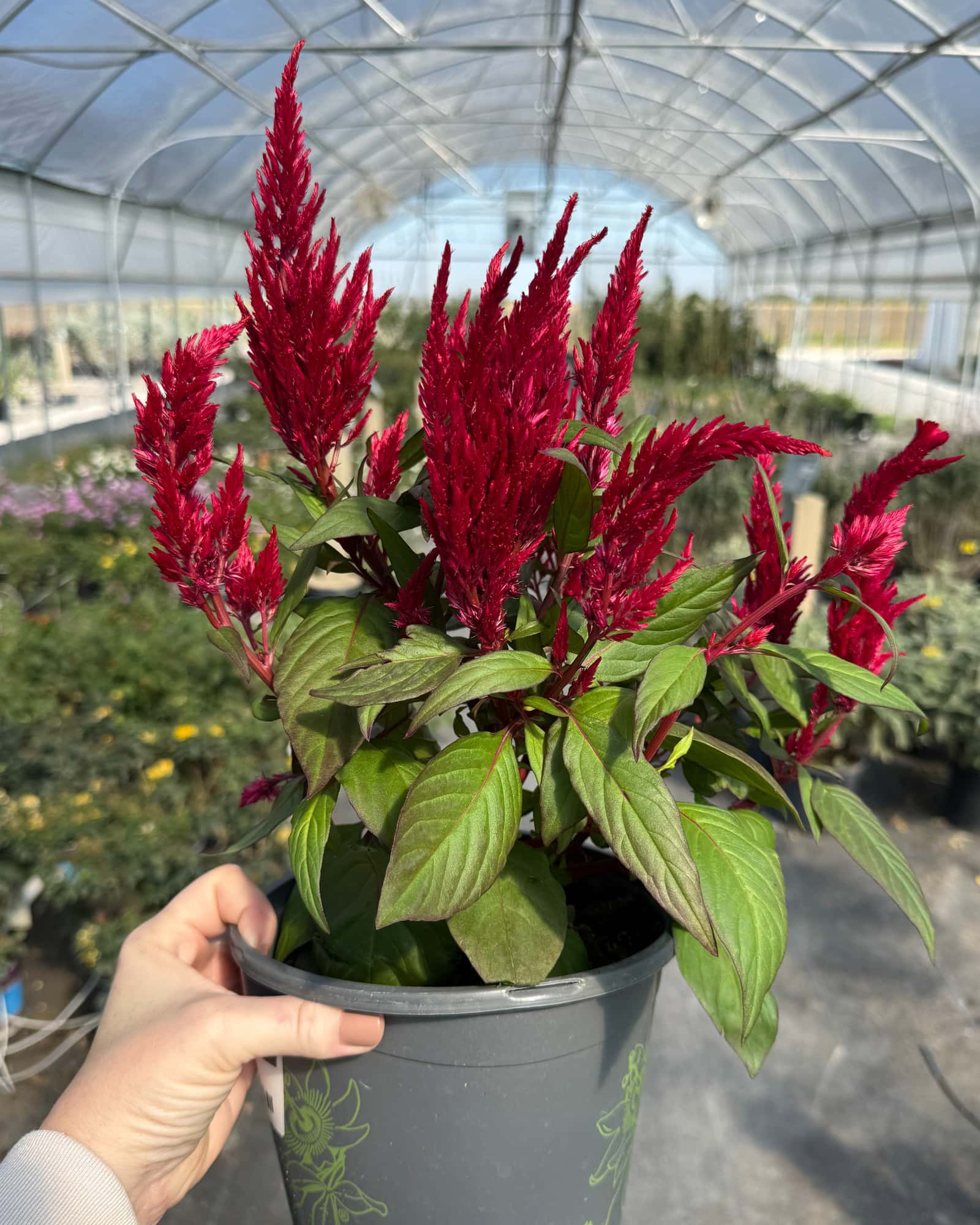 Bright Sparks Burgundy Celosia - Main Image