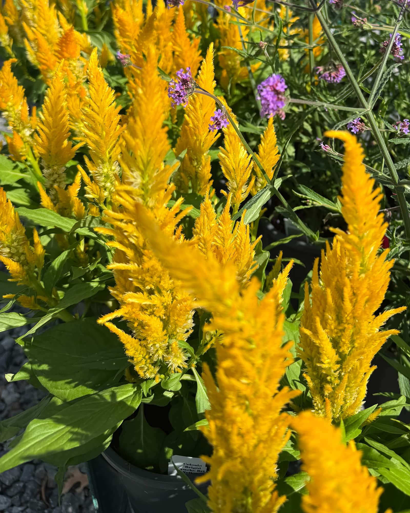Bright Sparks Yellow Celosia - Main Image