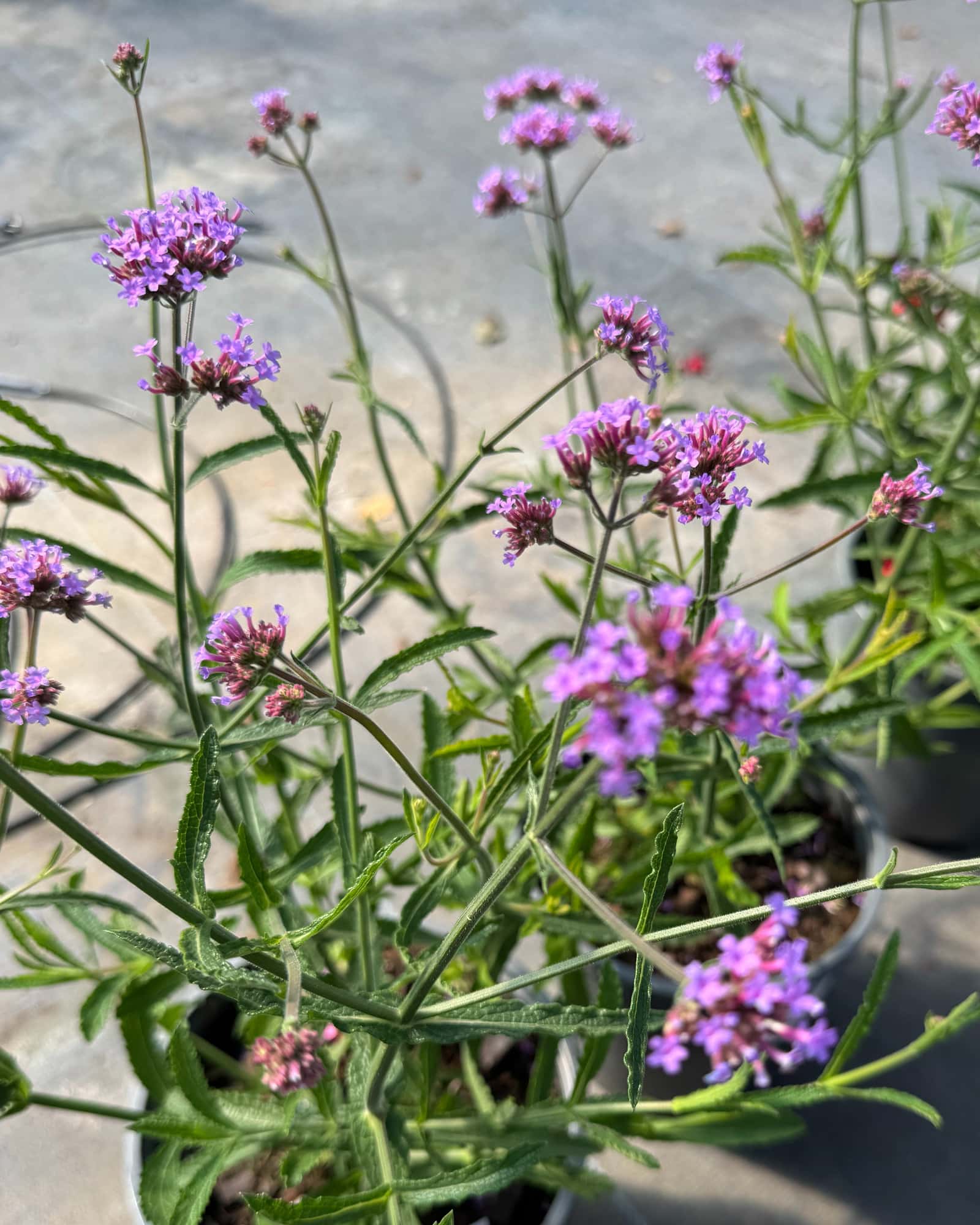 Lollipop Verbena - Main Image
