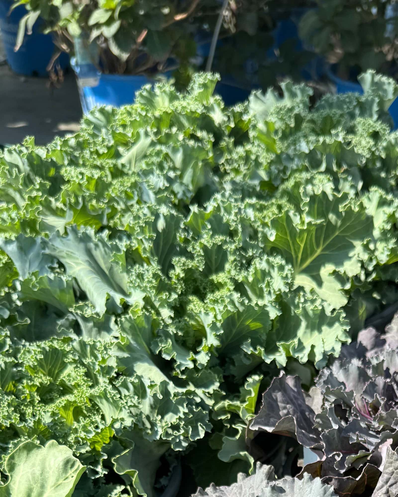 Nagoya White Kale - Main Image