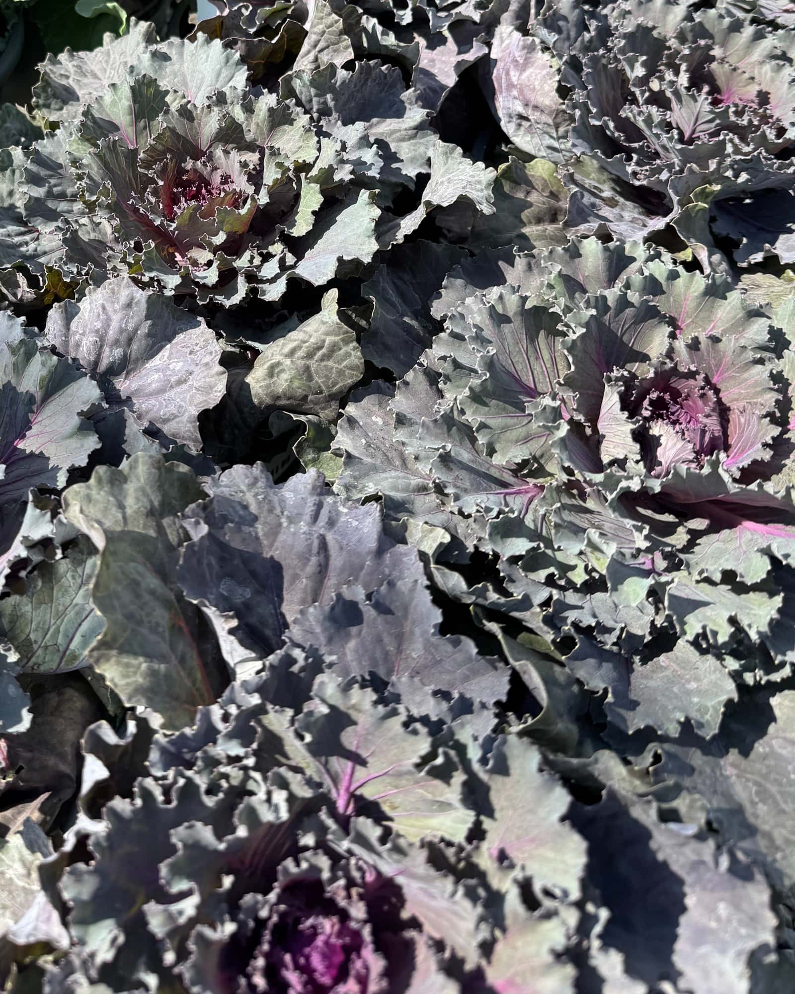 Osaka Red Cabbage - Main Image