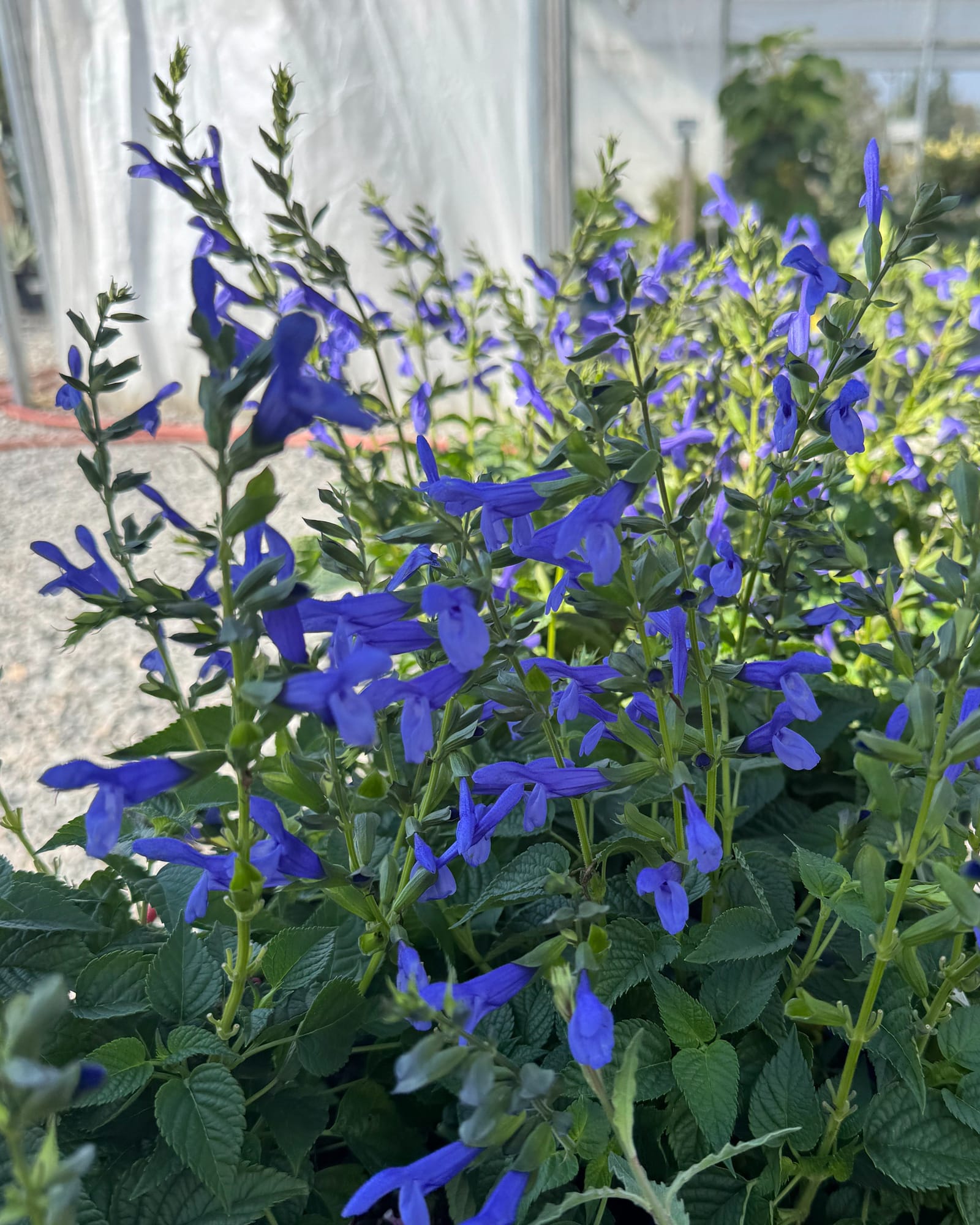 Salgoon Lake Como Salvia