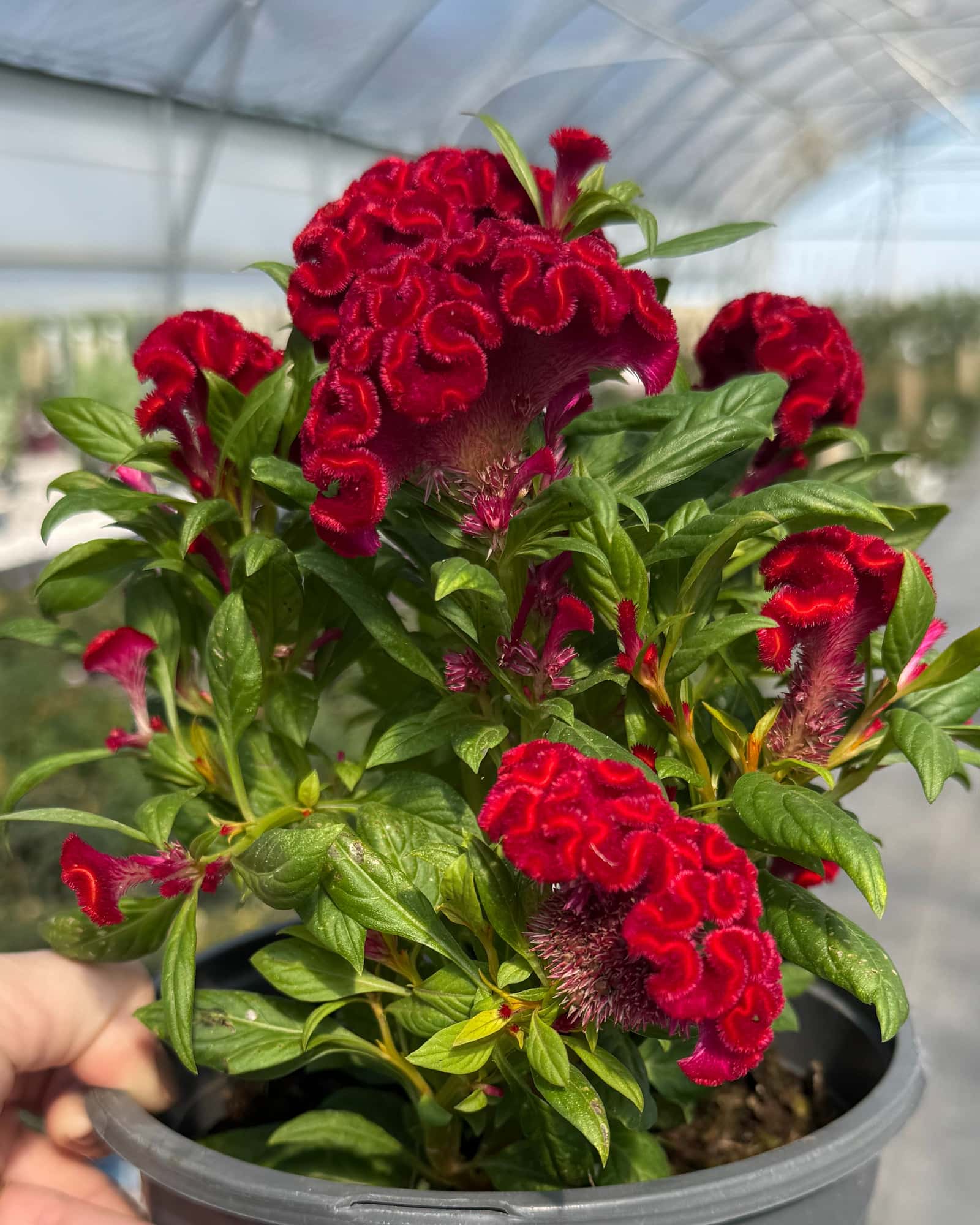 Twisted Red Celosia - Main Image