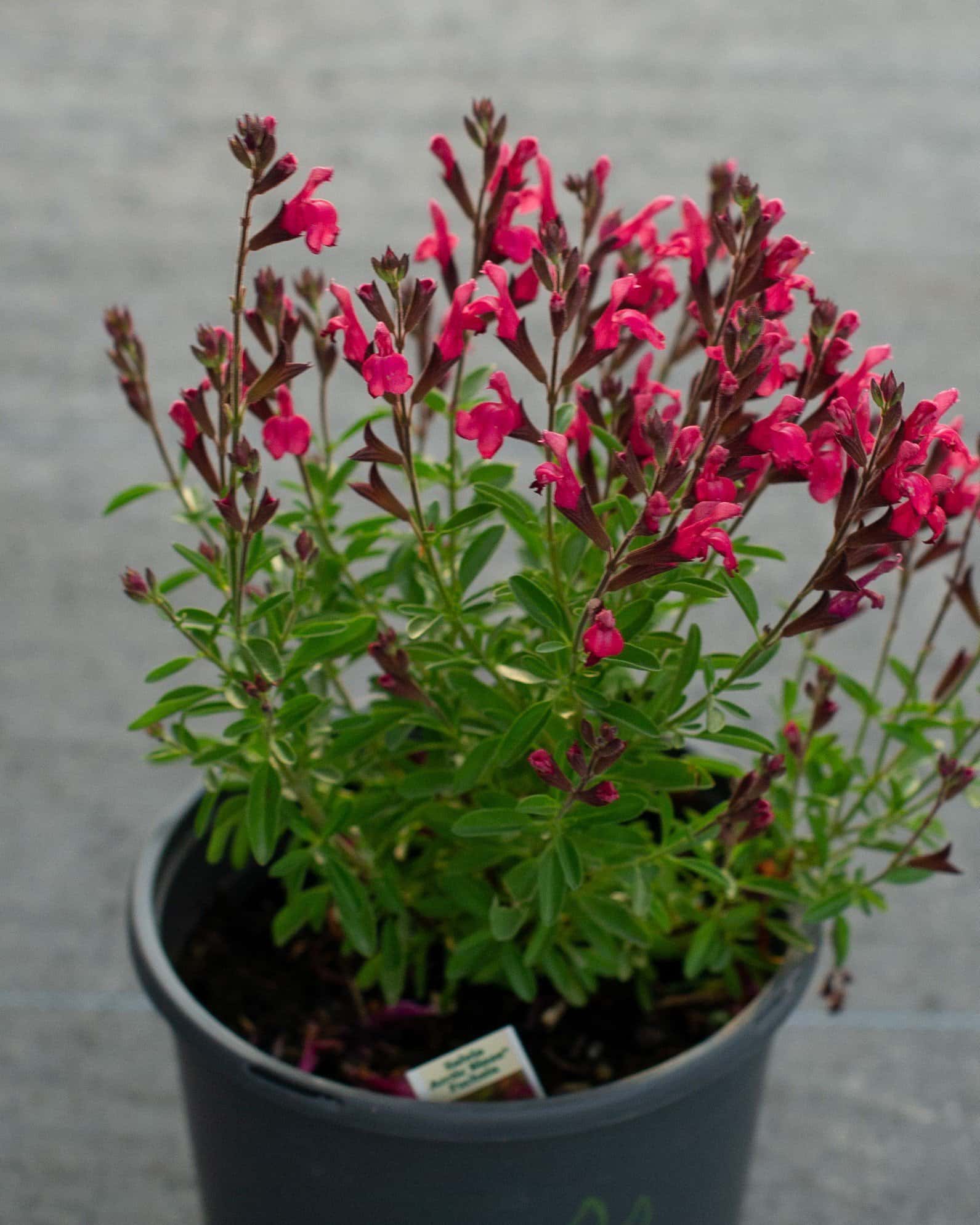 Arctic Blaze Fuchsia Salvia - Main Image
