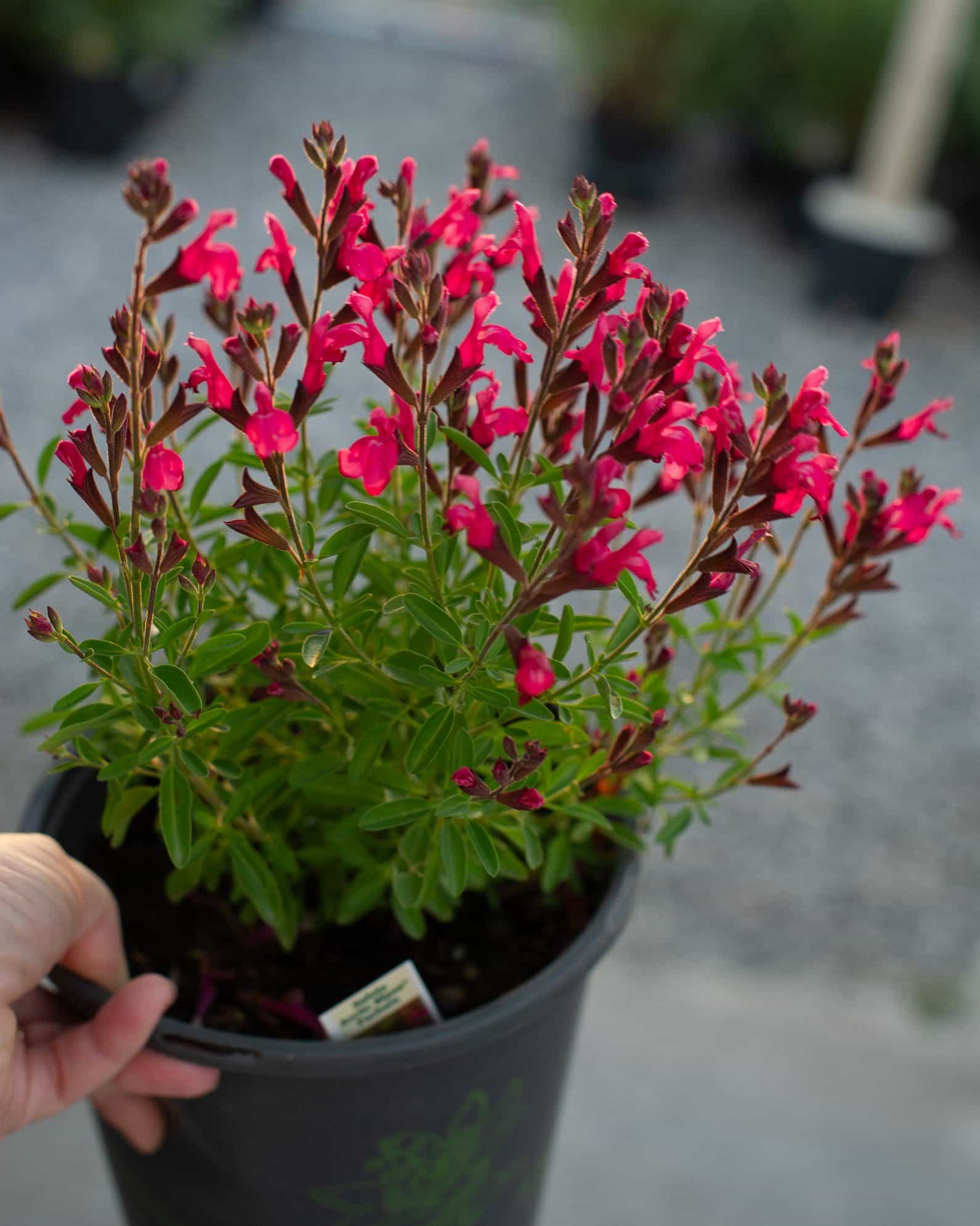 Arctic Blaze Fuchsia Salvia - view 2