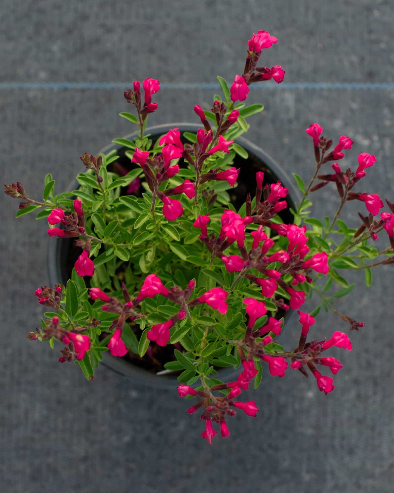 Arctic Blaze Fuchsia Salvia - view 3