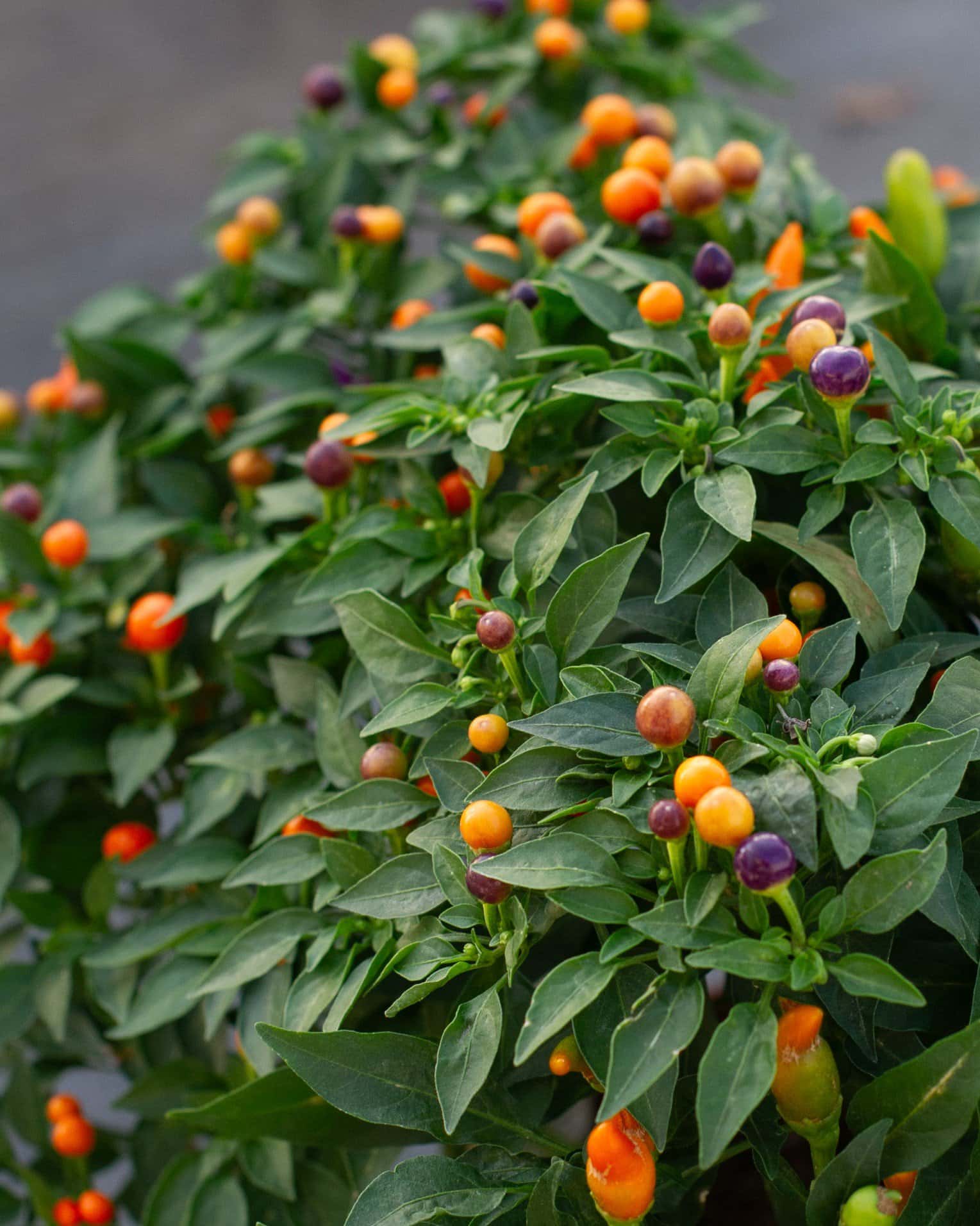 Hocus Pocus Ornamental Pepper - Main Image