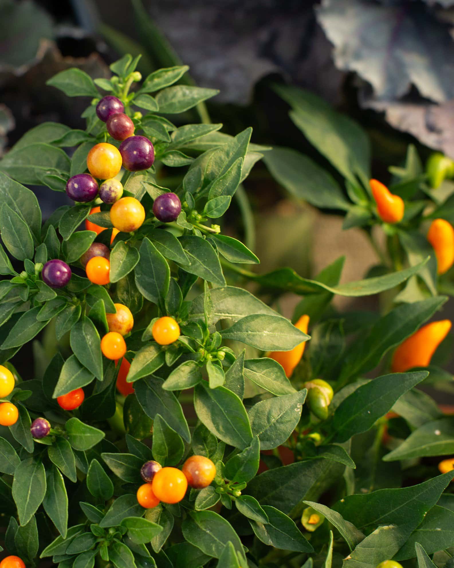 Hocus Pocus Ornamental Pepper - Image 1