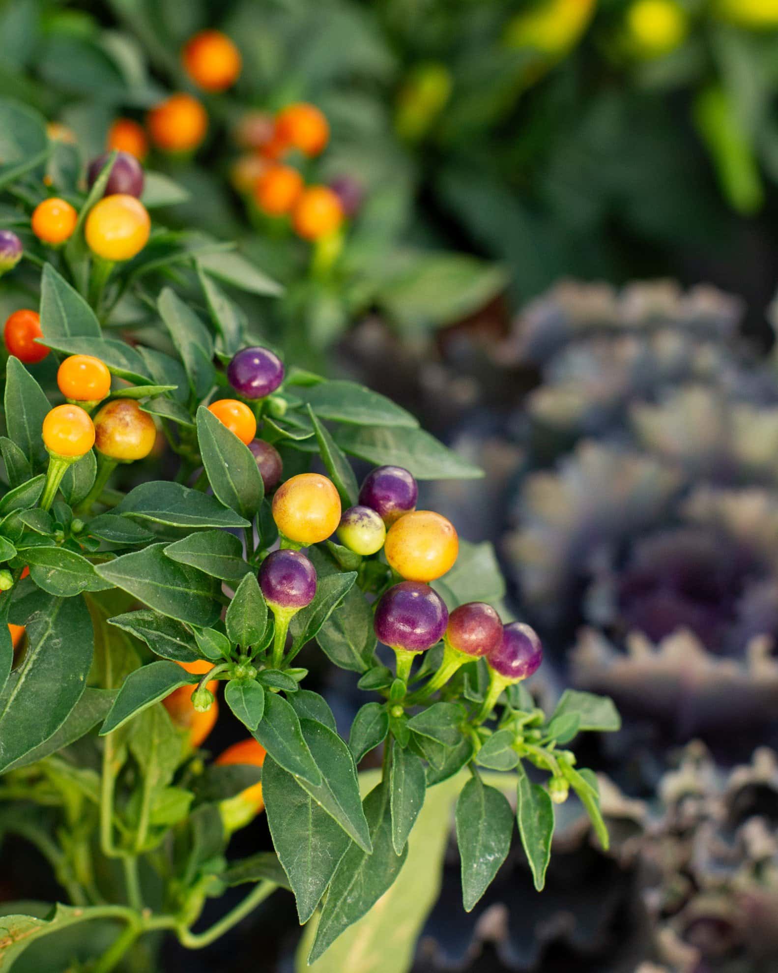 Hocus Pocus Ornamental Pepper - Image 2
