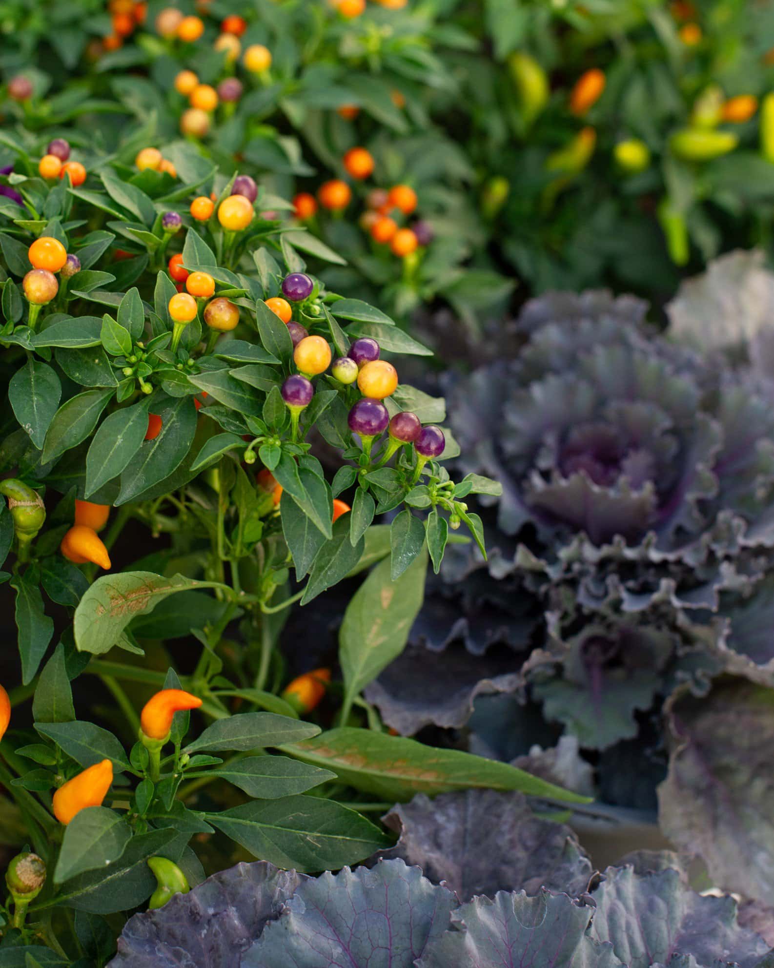 Hocus Pocus Ornamental Pepper - Image 4