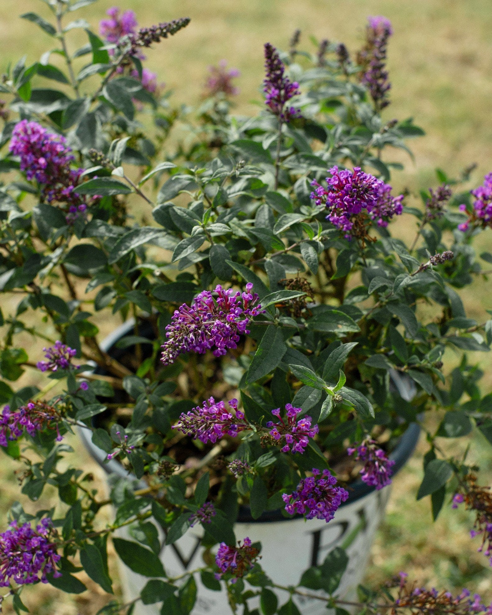 Pugster Periwinkle Butterfly Bush - Main Image