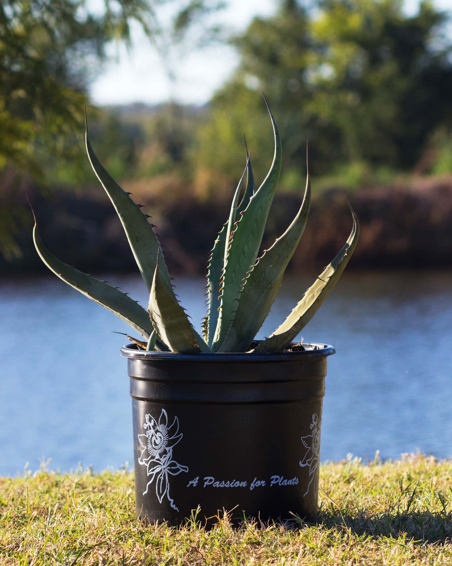 Azul Monterrey Agave - Image 1