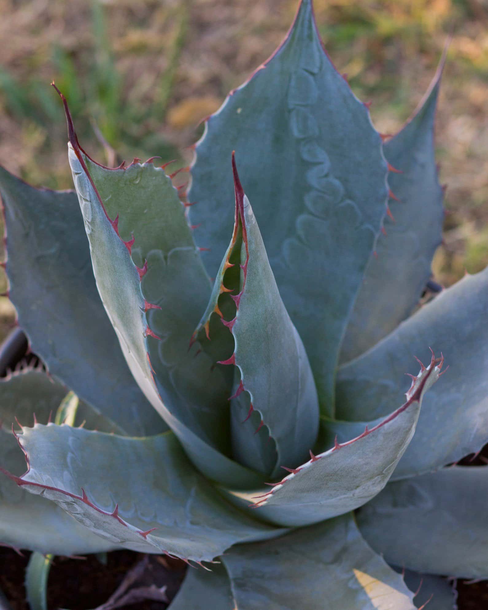 Cabbage Head Agave - Main Image
